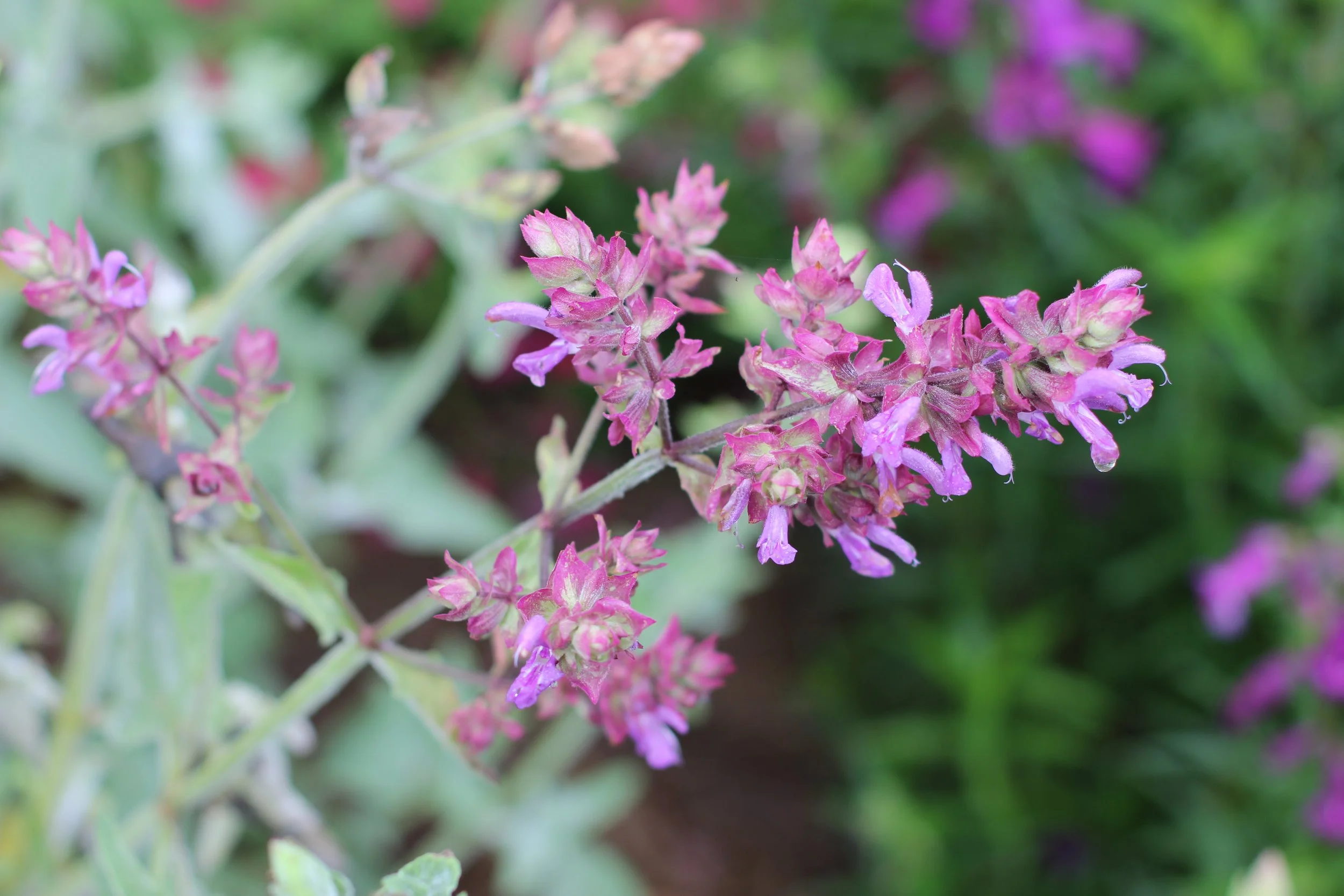 Salvia Canariensis Candidissima Canary Islands Sage Enhance Gardens 