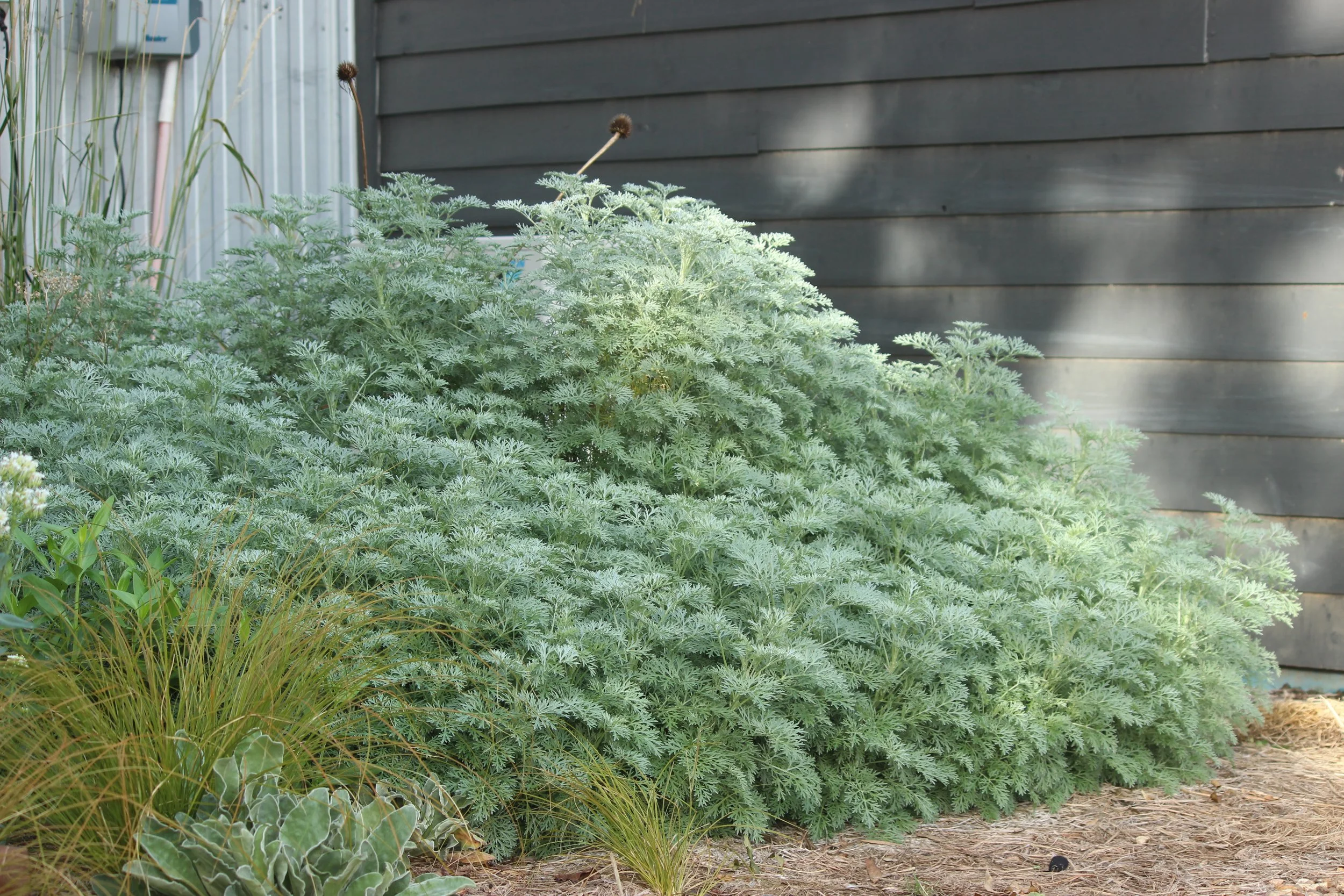 Atemisia 'Powis Castle - silver perennial shrub
