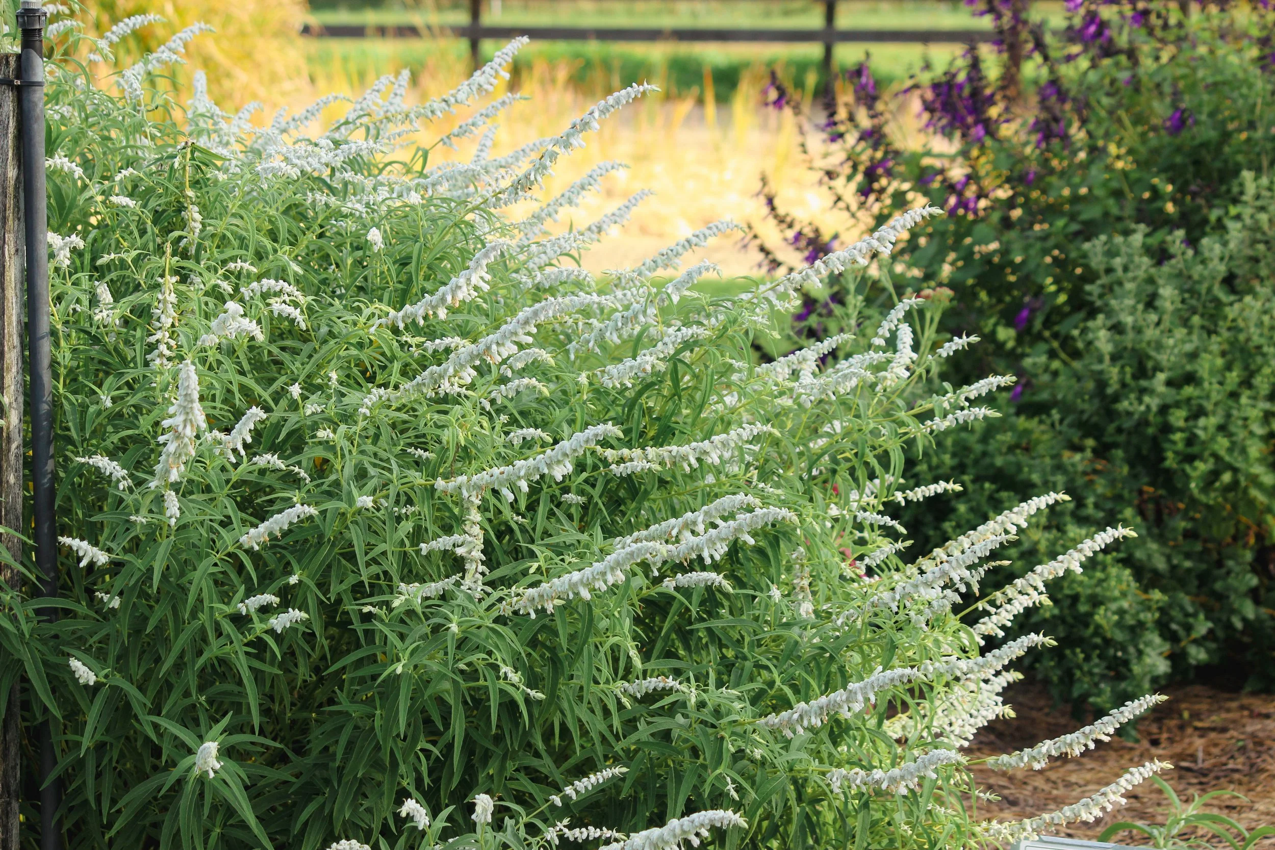 White flowering plants growing in a garden bed.