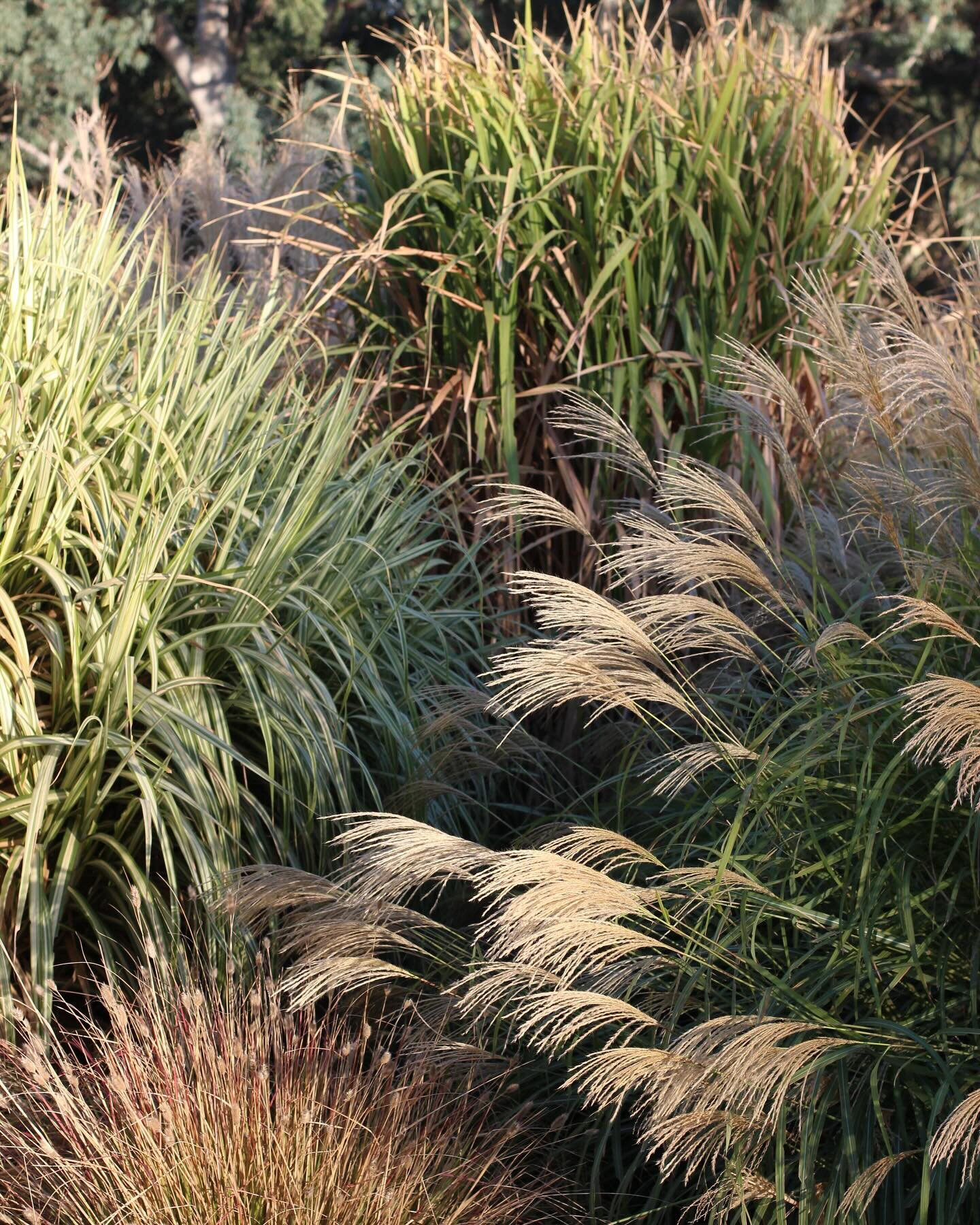 In a region with very clearly defined seasons, Autumn is by far one of our favourites. The weather is near perfect, the grasses are having their final big moment before slowing down for Winter and a few perennials put on their best show. Here&rsquo;s