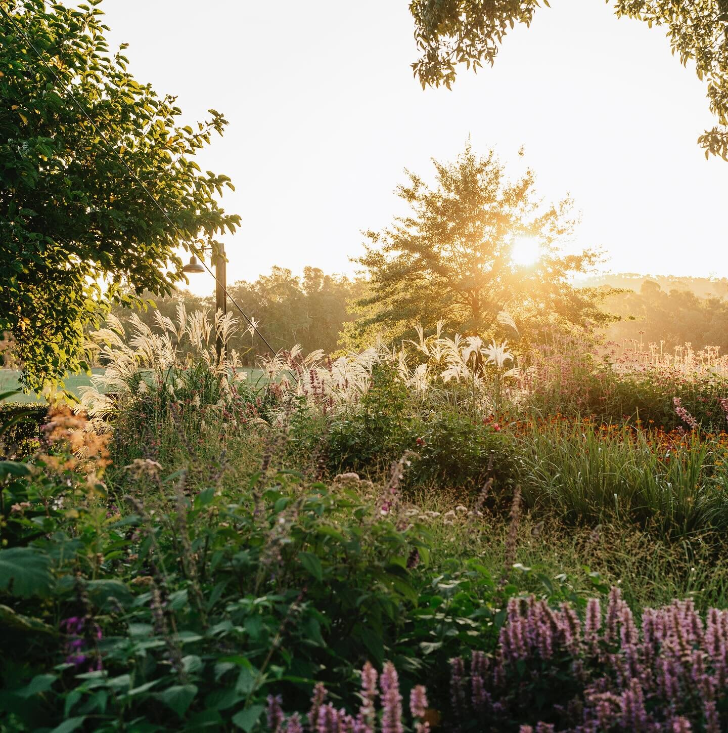 Afternoon light in our summer garden. Thanks so much @thesocialherd_au  for capturing such a magical moment. It&rsquo;s our Garden Open Day this Saturday at 9am. The garden is lookig more Autumnal by the day. You can be sure to see the Helianthus ang