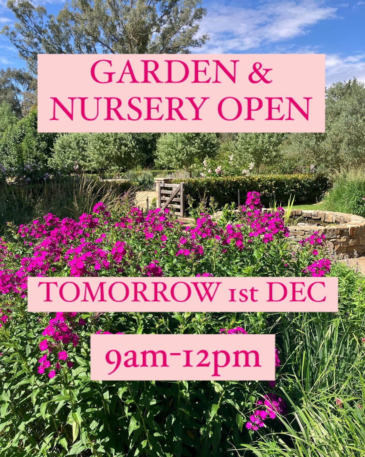 Our Garden and Nursery will be OPEN again tomorrow Dec 1st from 9am-12pm! The weather is looking much better tomorrow! Thanks so much to all those that braved the wet weather today! Love team LPP #perennials #nursery #opengardens #gardenlife #gardend