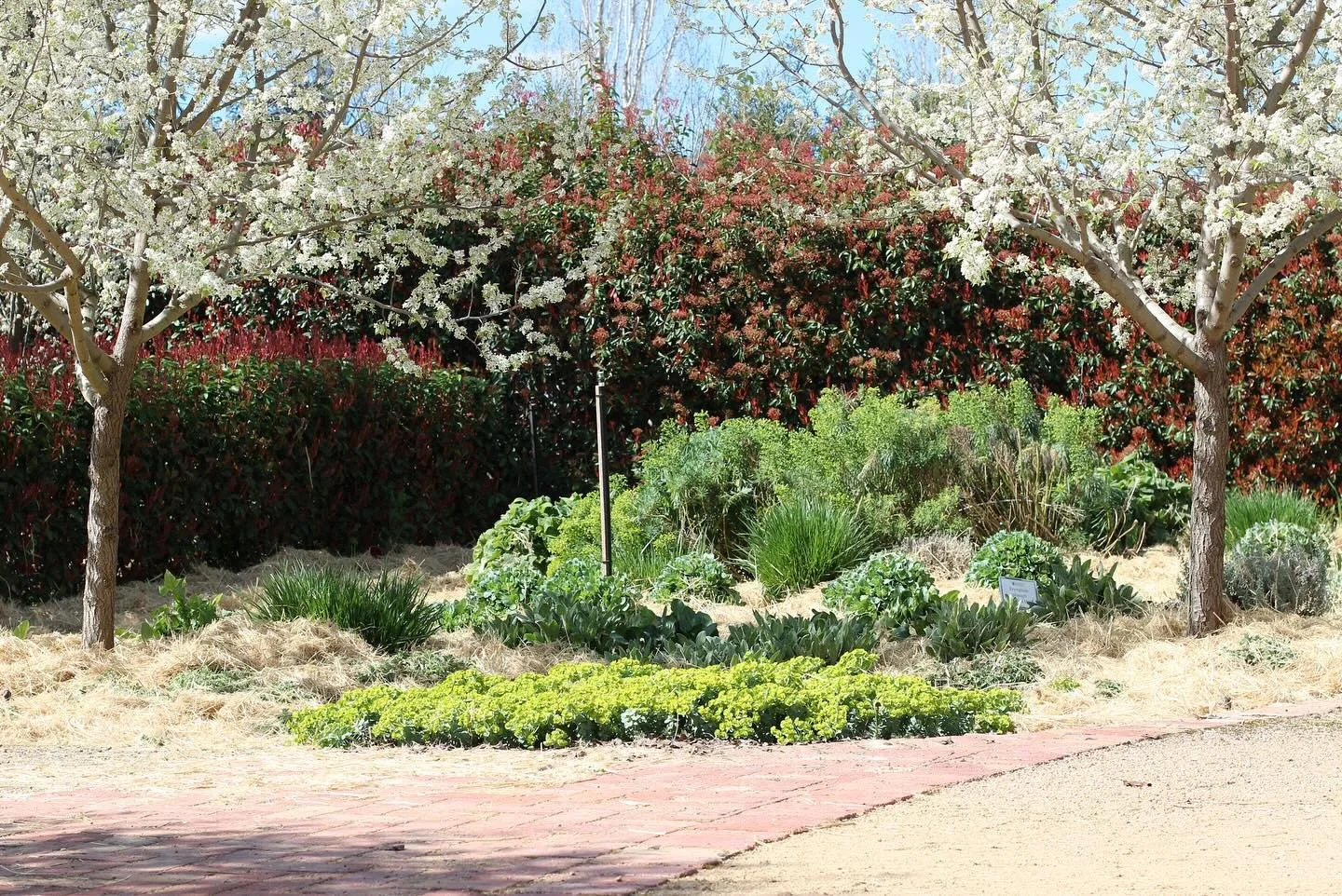 The driveway beds throughout the seasons. That Euphorbia myrsinites is particularly bright this time of the year.

#seasonalgarden #spring #perennials #perennialgarden #jardin #countrygarden