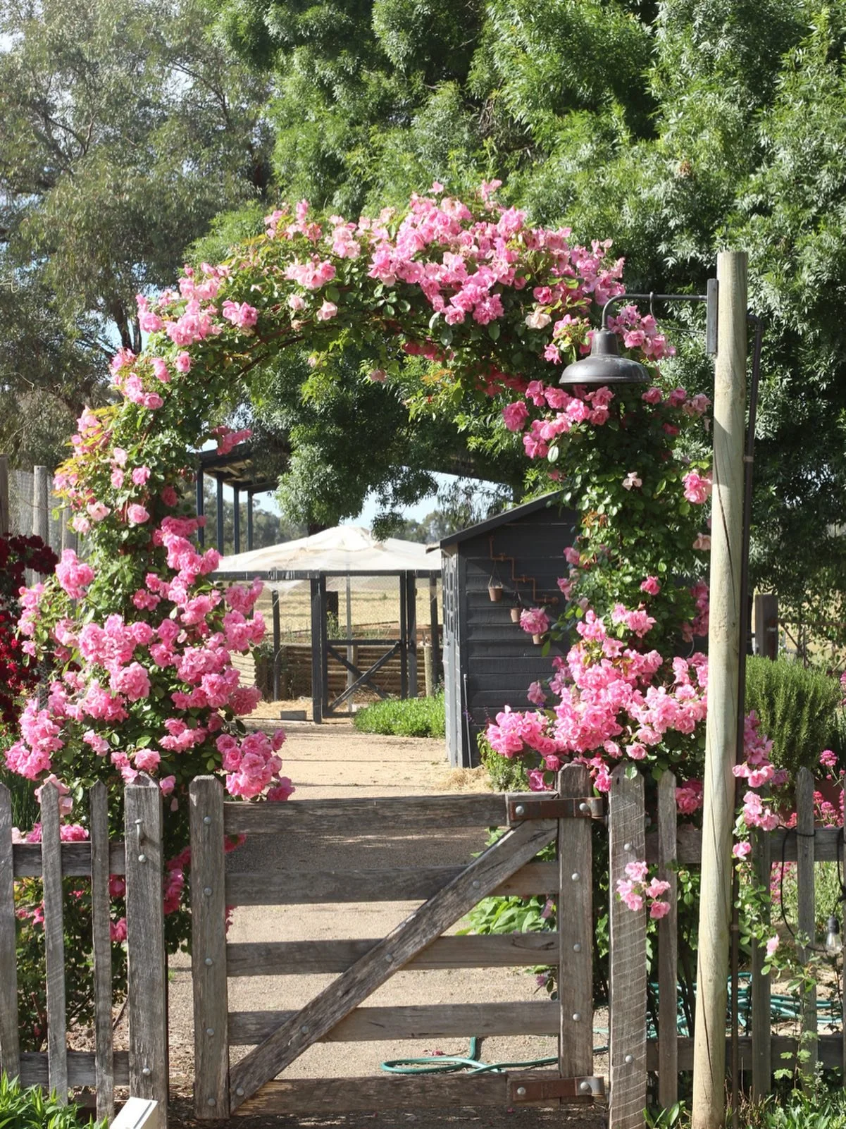 Pretty in Pinkie 💕

Our Pinkie climbing rose in her element 😍

#roses #ladysmithparkperennials #gardendesign