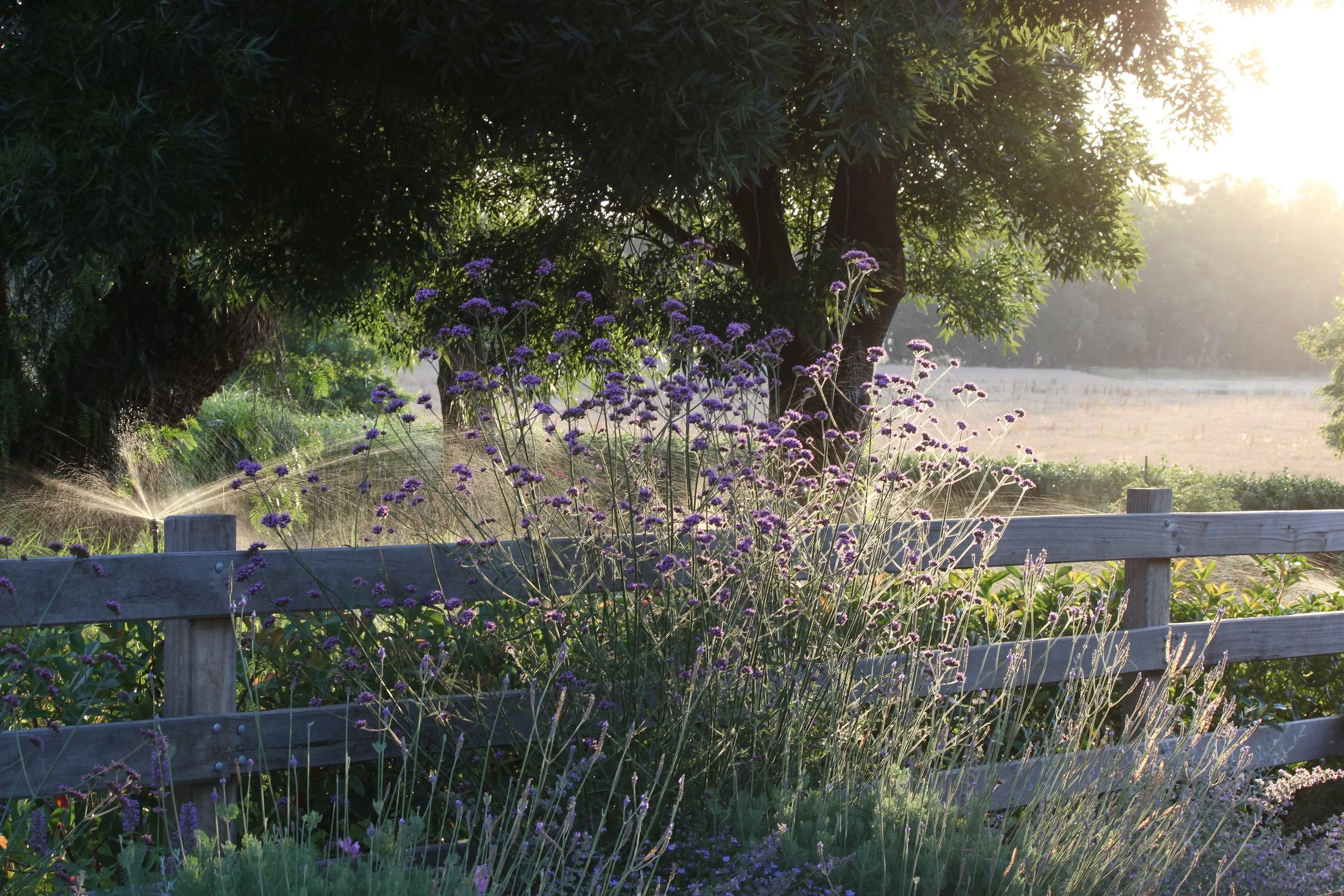 The Beauty of Perennials 