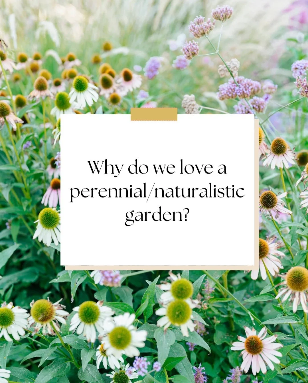 🌿🍷Just a taste of what we&rsquo;ll be chatting about at our upcoming Perennials &amp; Pinot evenings 🌿🍷

Tickets are still available on our website - come talk plans and sip Pinot with us 😊