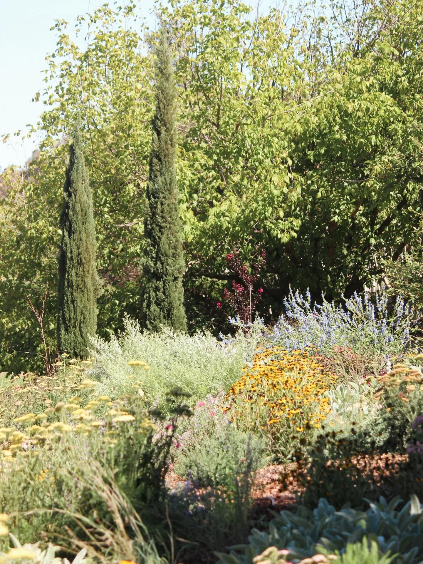 Hello with a few snippets from a very colourful garden we&rsquo;ve been planting out in stages over the past year.

With a few bits and pieces to go, stage one has been growing well despite a very hot summer under the care and love of its very wonder