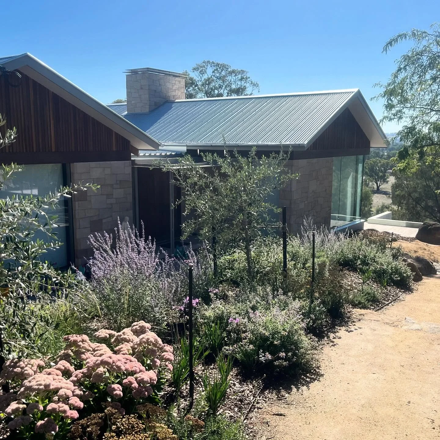 After three months of being in ground and the driest, hottest summer on record we are so happy to see the plants thriving in stage 1 of our Hillside Project! We are excited to share the progress as we continue to populate the surrounding landscape wi