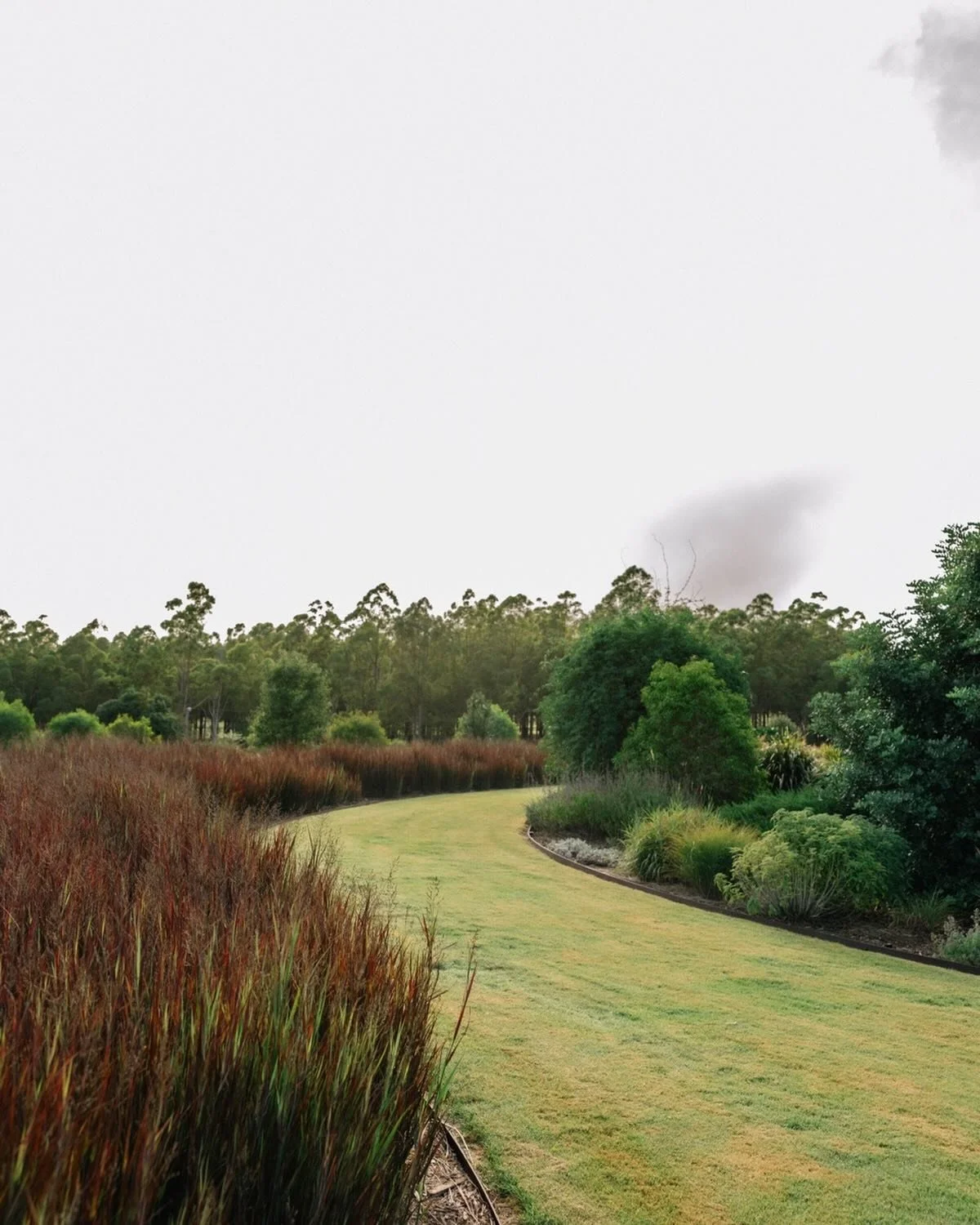 We love the sweeping drift of Panicum virgatum &ldquo;Heavy Metal&rdquo; at our South Burnett Project, QLD. We love how drift planting guides the viewer&rsquo;s eye across the landscape, mimicking natural flow and movement.