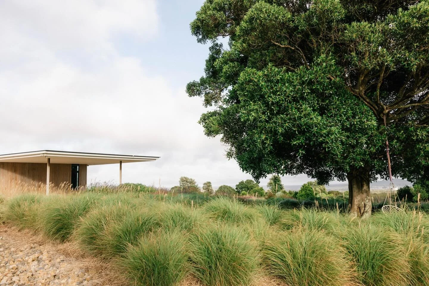 Sweeping drifts of Miscanthus &lsquo;Adiago&rsquo; adding texture, movement and a sense of calm to our South Burnett Project. #perennials #garden #landscapearchitecture #gardendesign 

Photographer @photographybykimberleyanne 

Architect @gerardsmith