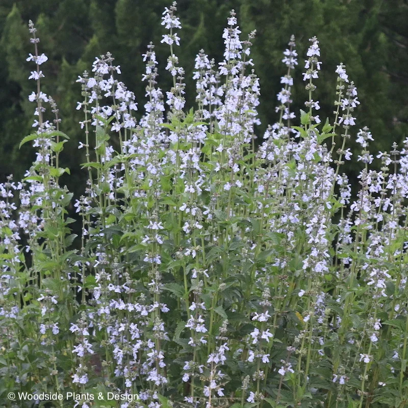 Creating a Perennial Garden in the Southern Highlands