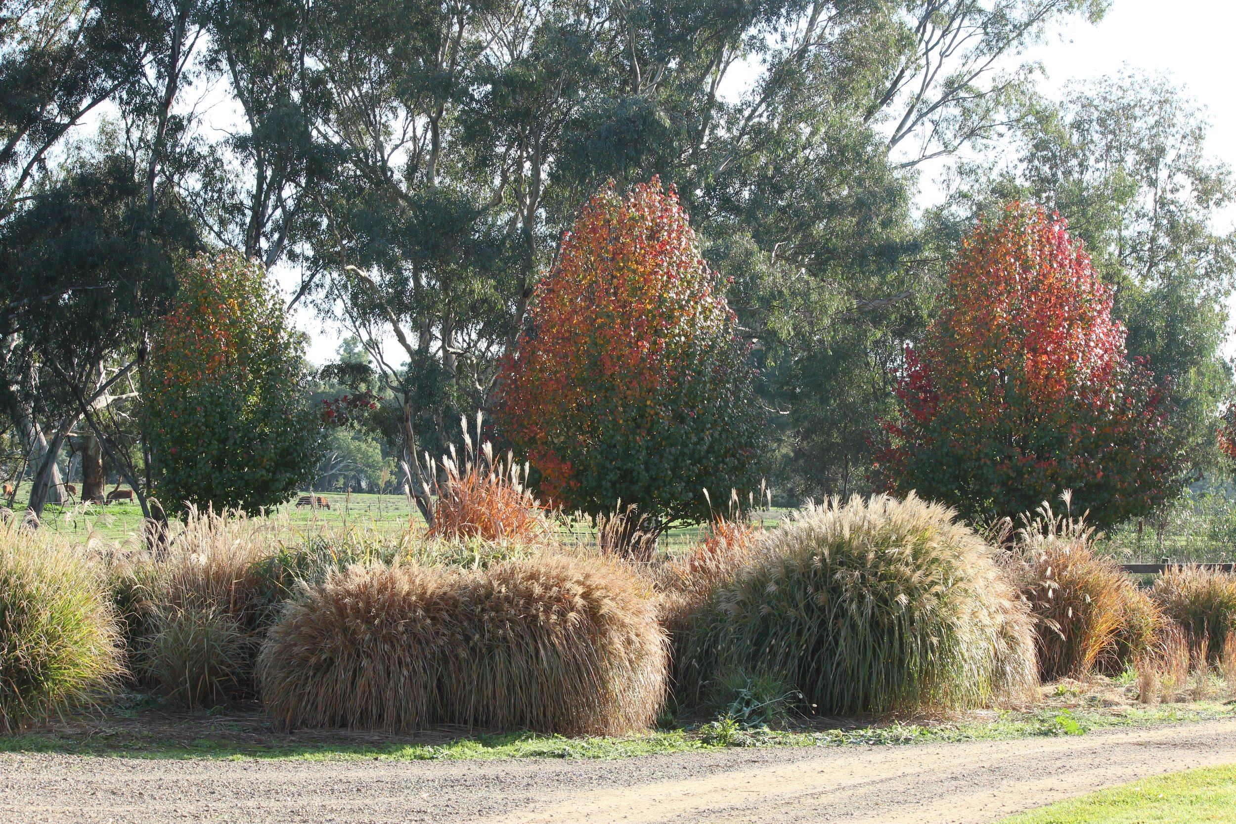 Gardens for Griffith: A Perennial Approach