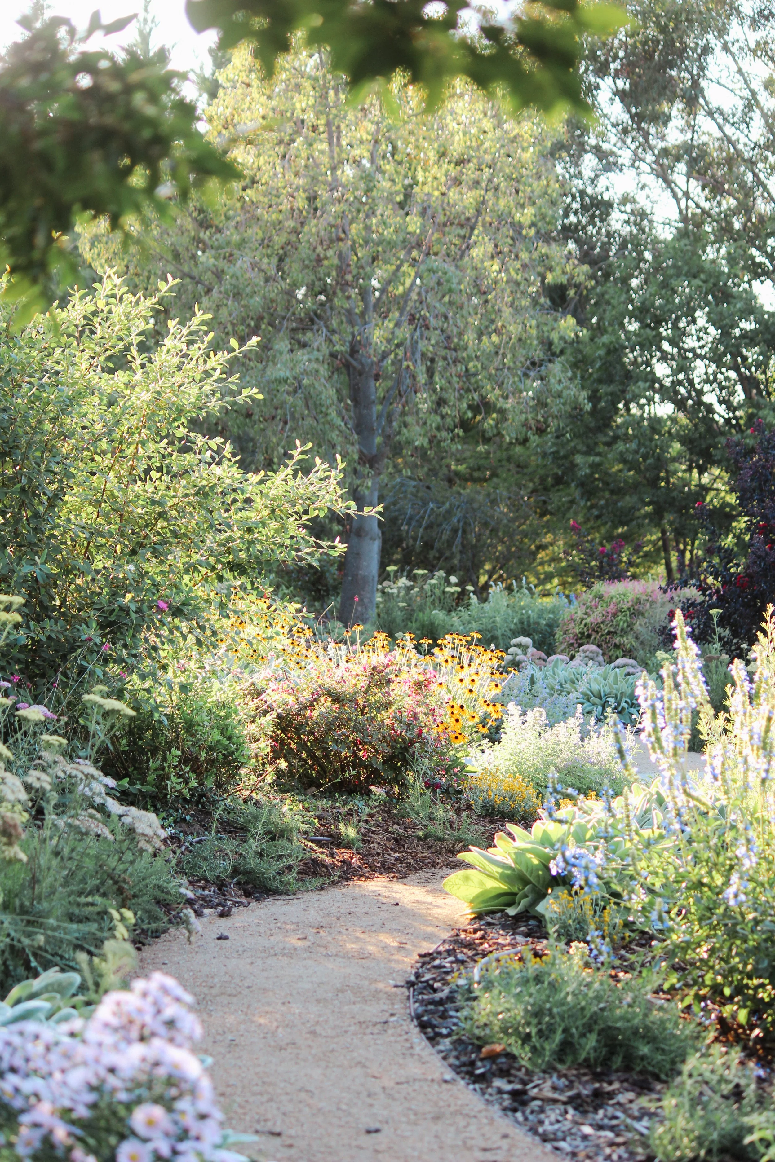 naturalistic garden design, rural garden, colourful perennial garden, crushed granite path, catmint, rudbeckia, perennial garden, landscape design