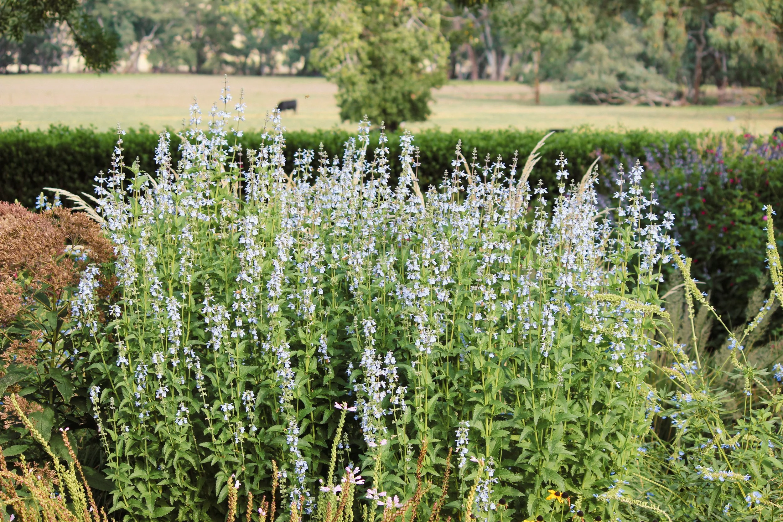 Landscape design, perennial nursery