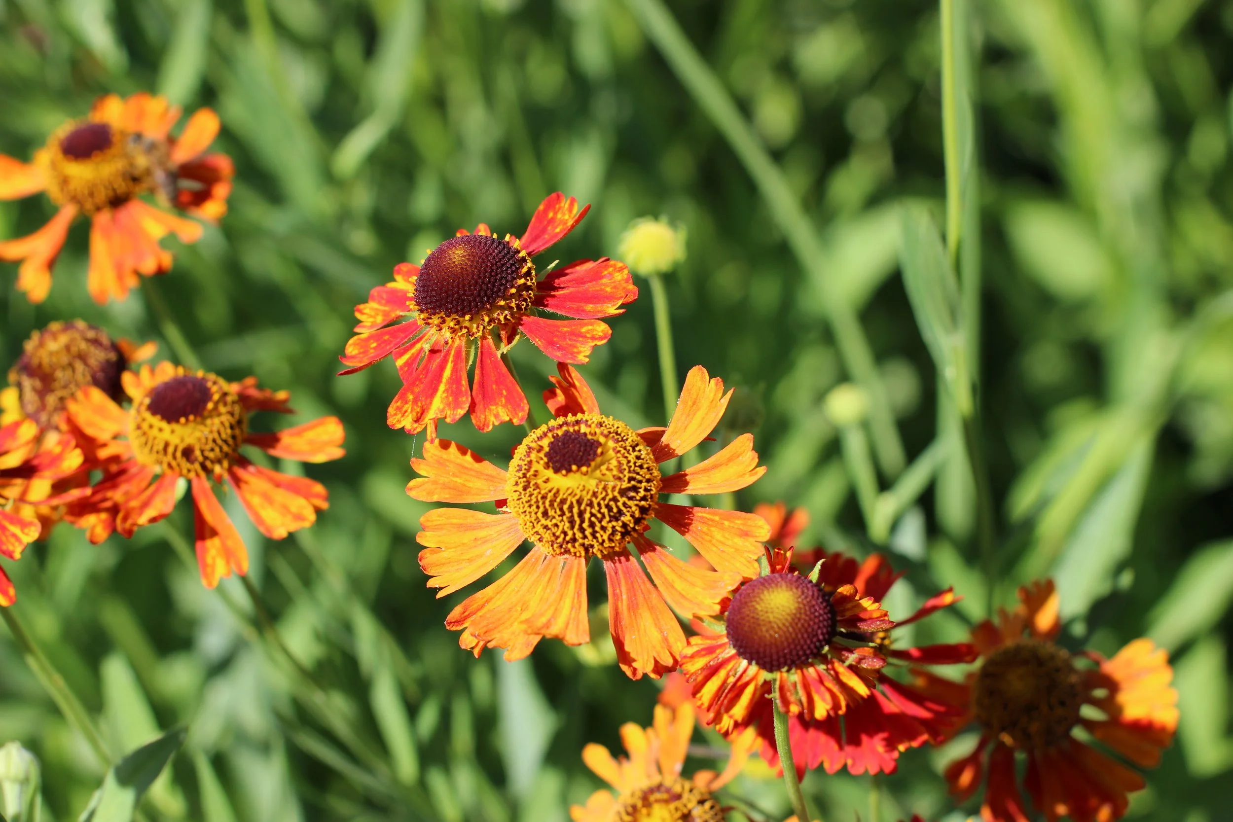 Close-up of orange and yellow flowers with prominent dark centers and green foliage in the background