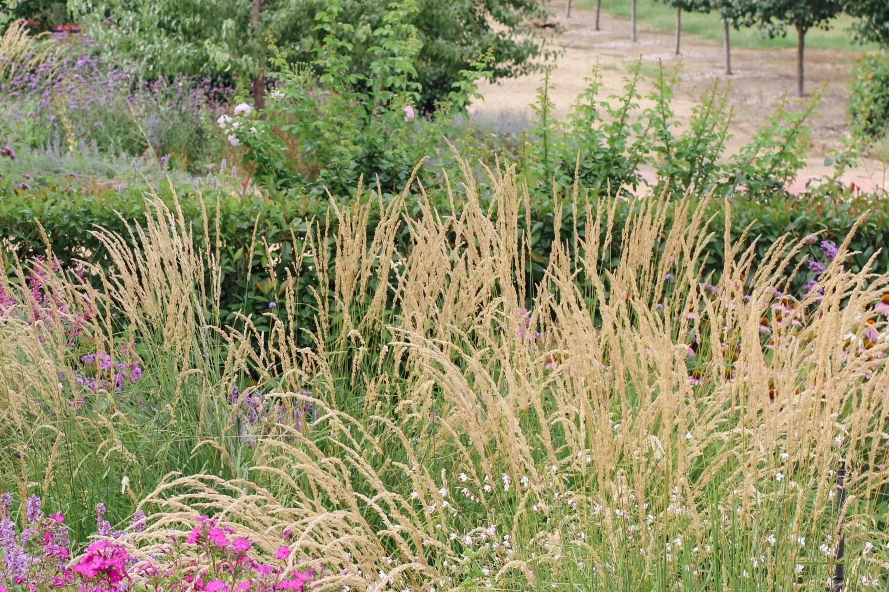Calamagrostis 'Karl Foerster'