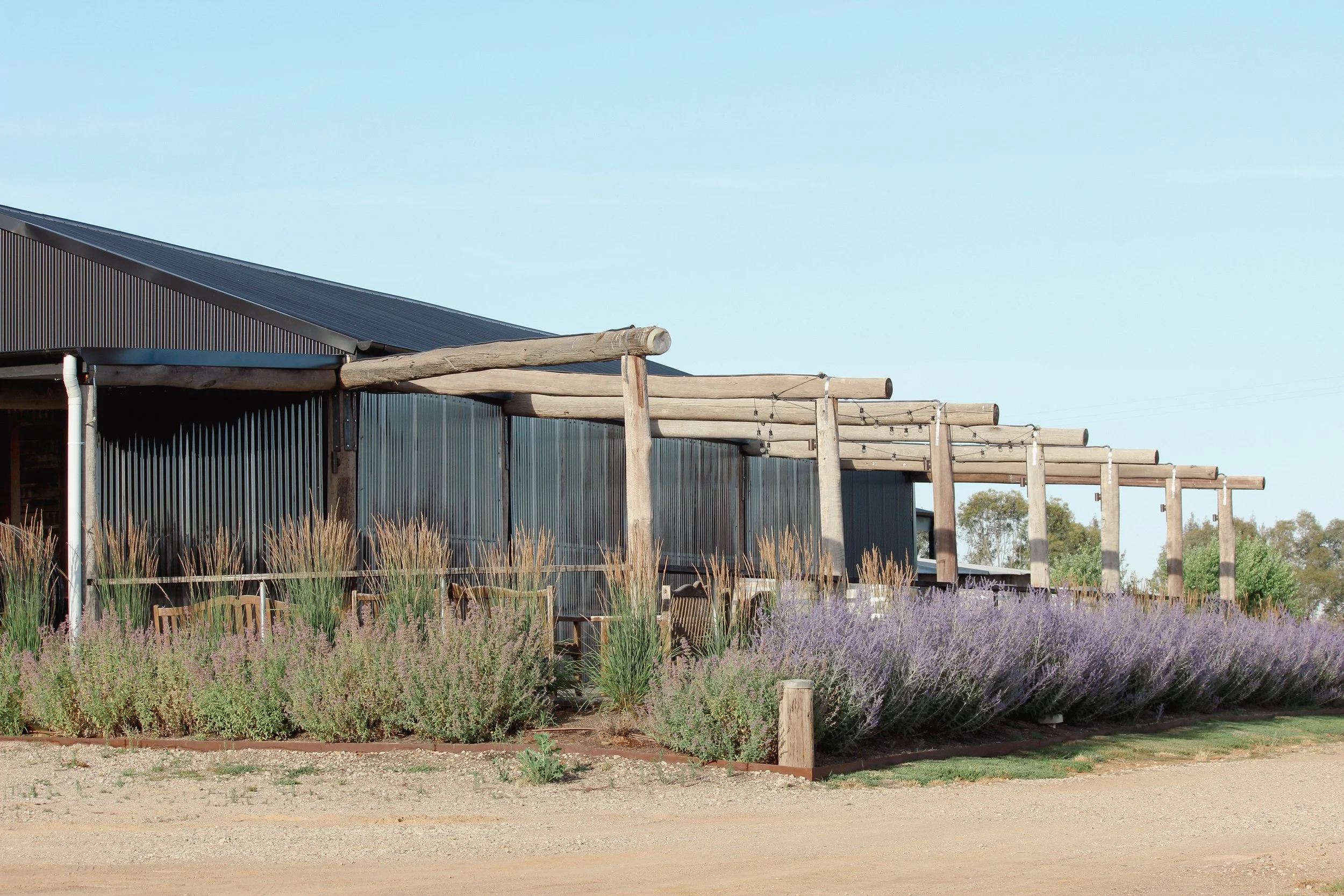 Russian sage, winery, garden design, calamagrostis, Karl foerster, nepeta, barn house, rural garden, country estate
