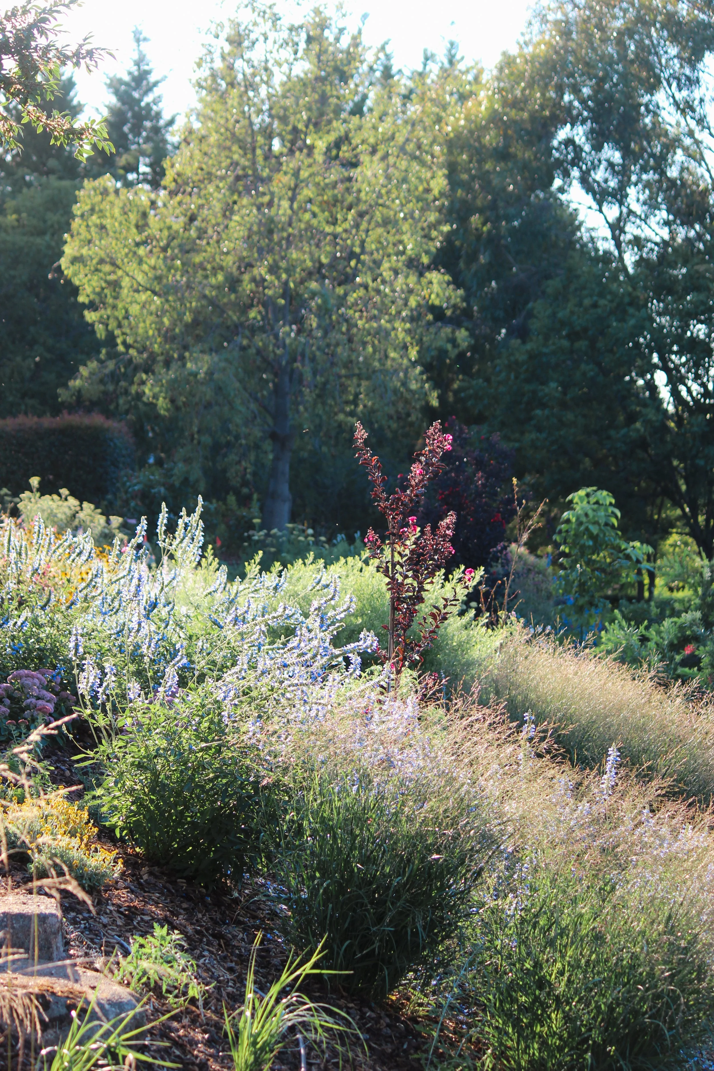 naturalistic garden design, rural garden, colourful perennial garden, crushed granite path, catmint, crepe myrtle, perennial garden, landscape design, sedum, panicum