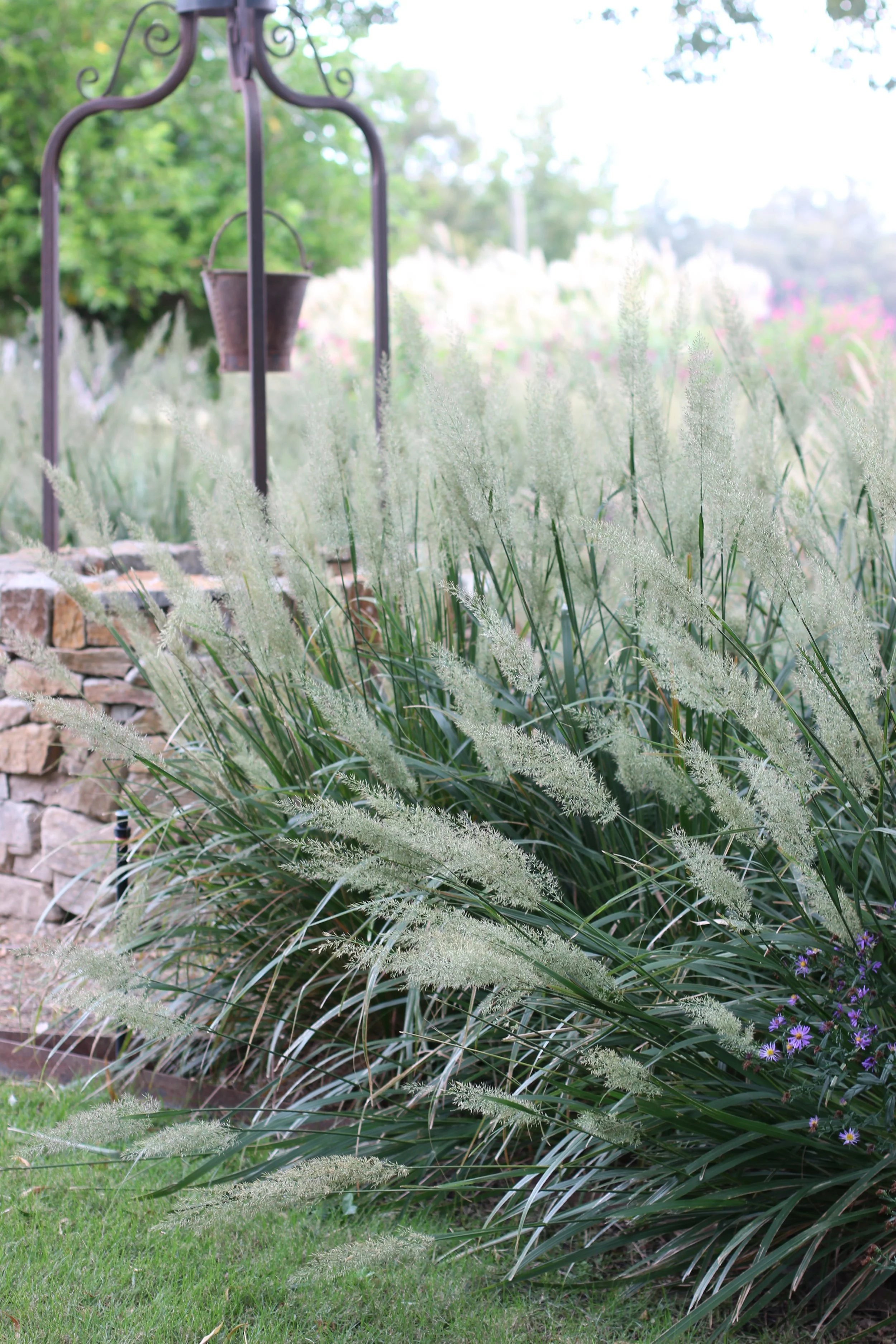 Soft, feathery green grass with paler plumes