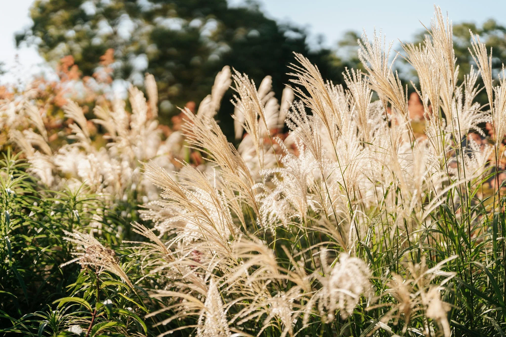 Ornamental grasses such as Karl Foersters in a Riverina garden.