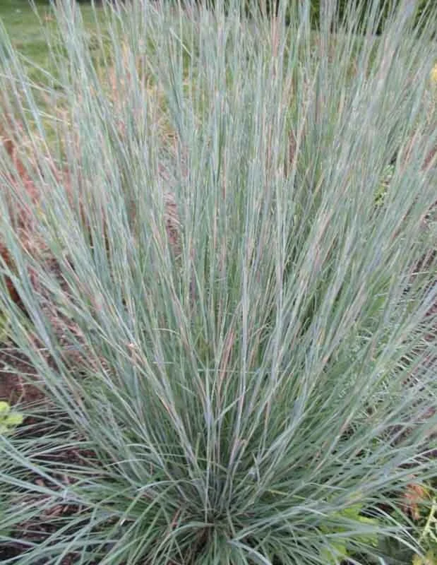 Close-up of tall ornamental grass with slender green and tan blades in a garden setting.