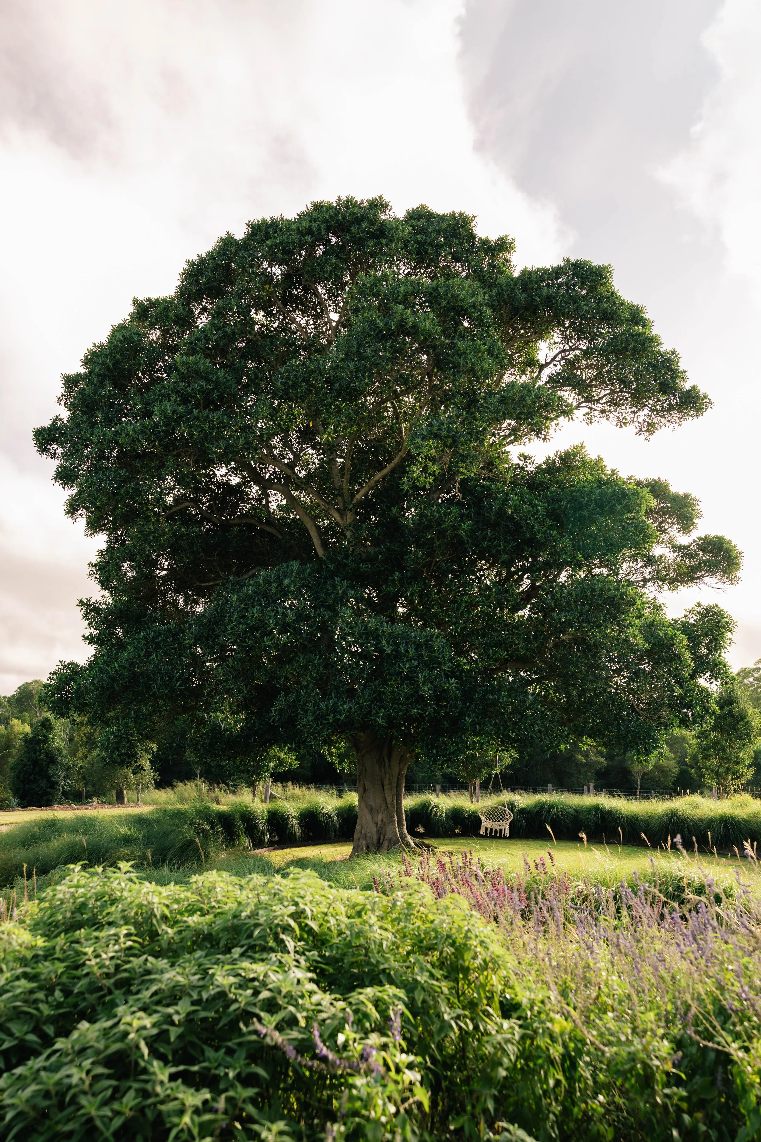 garden design, landscape design, country garden, naturalistic garden, perennials, ficus tree, swing set in garden, mass planted ornamental grasses