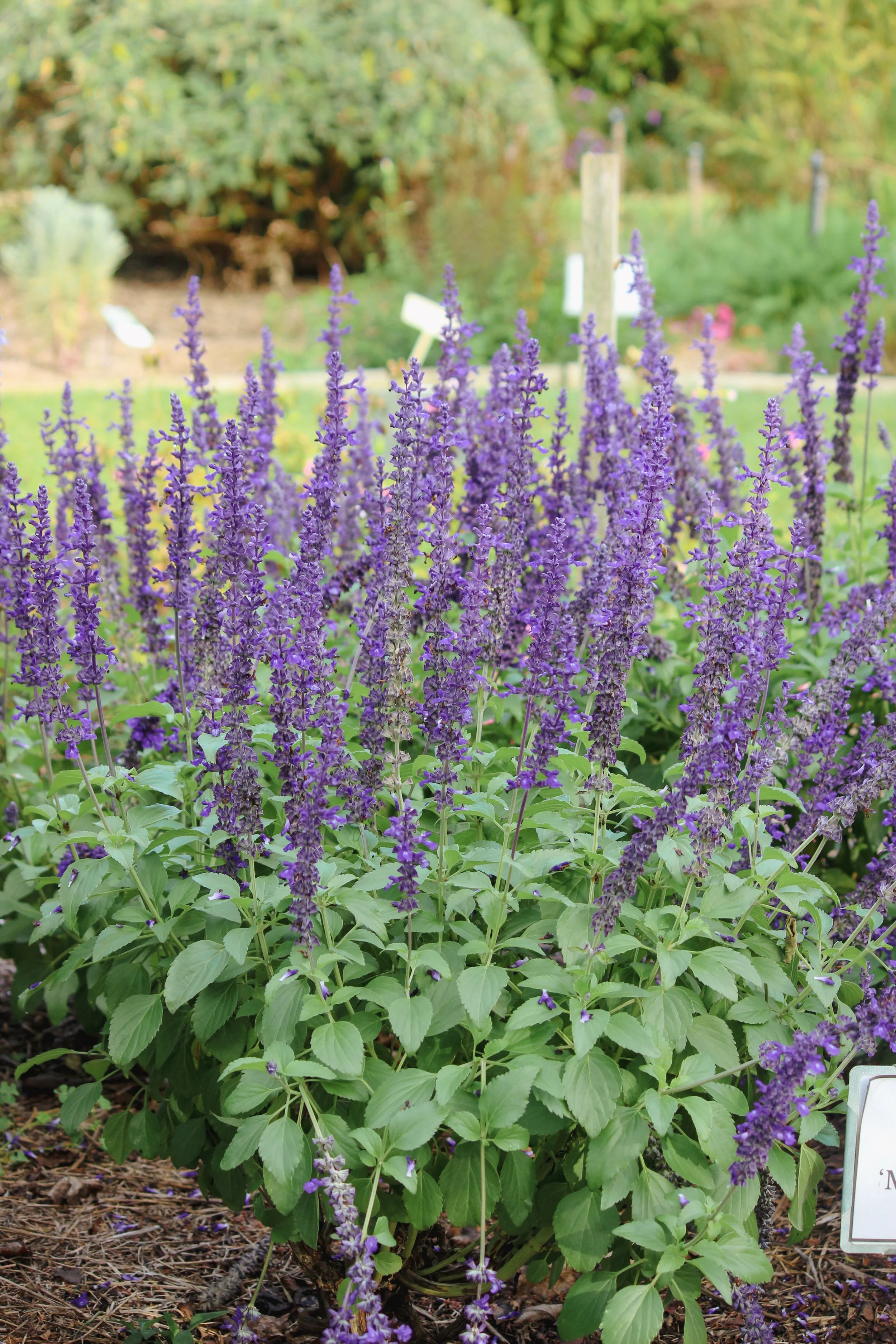Landscape design, perennial nursery