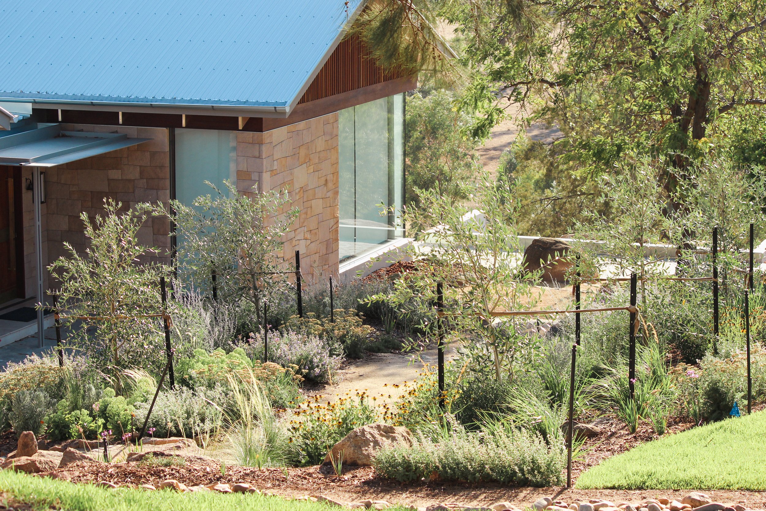 Landscape Design, Garden Design, Country house, regional New South Wales, naturalistic, drought resistant, stone steppers, nepeta, olive, rudbeckia, salvia yangii
