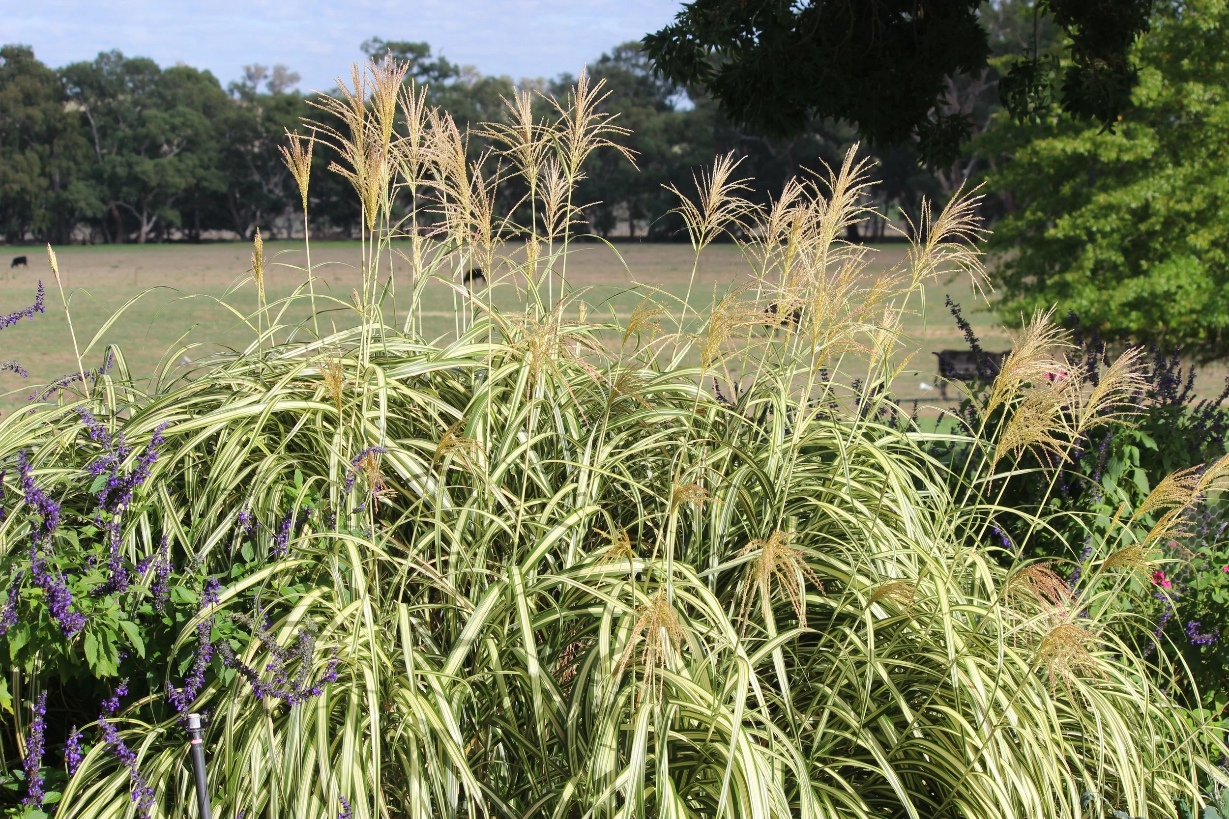 perennial nursery, garden design
