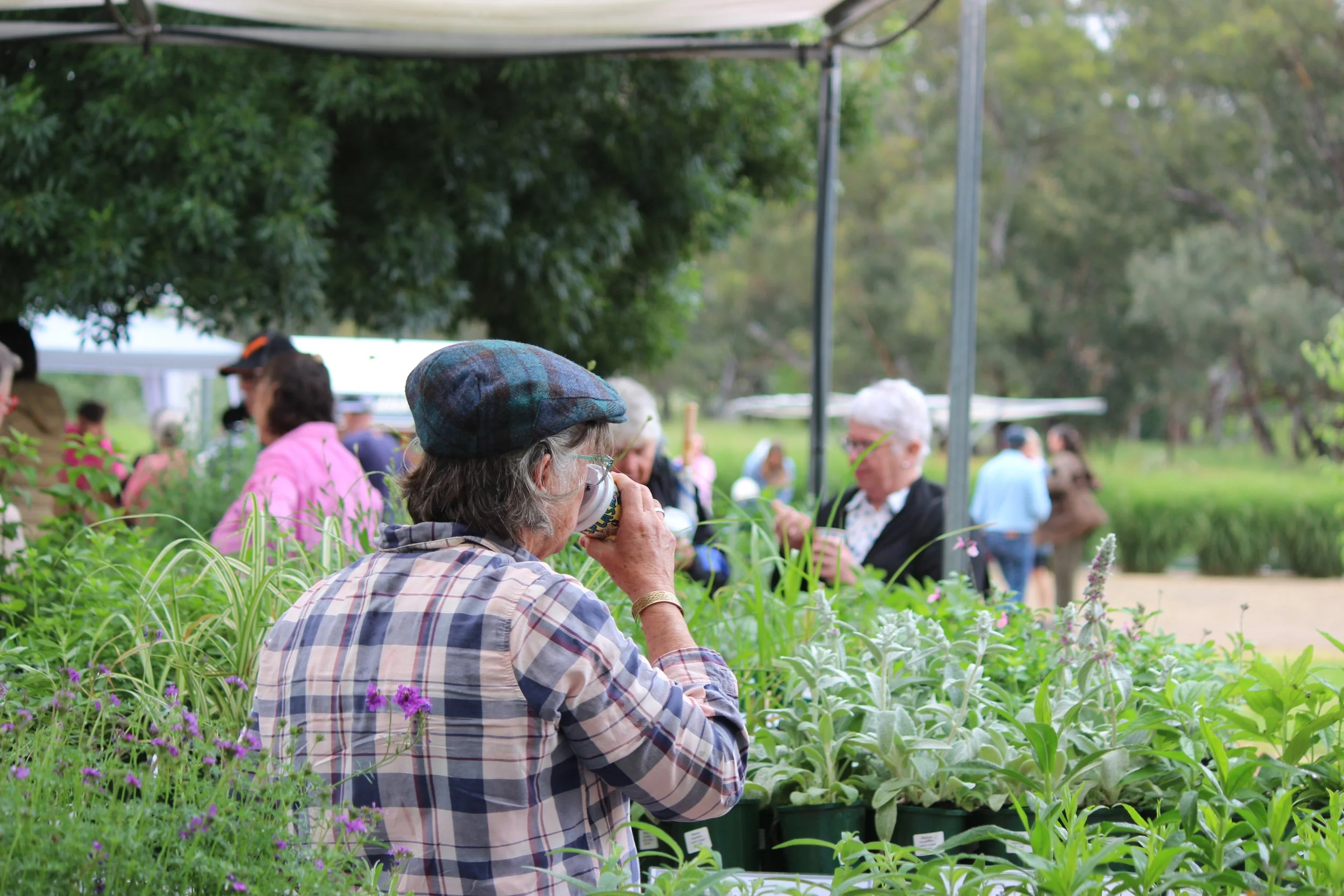 Senior woman with a plaid shirt and beret drinking from a cup at an outdoor plant market, with other people browsing plants in the background.