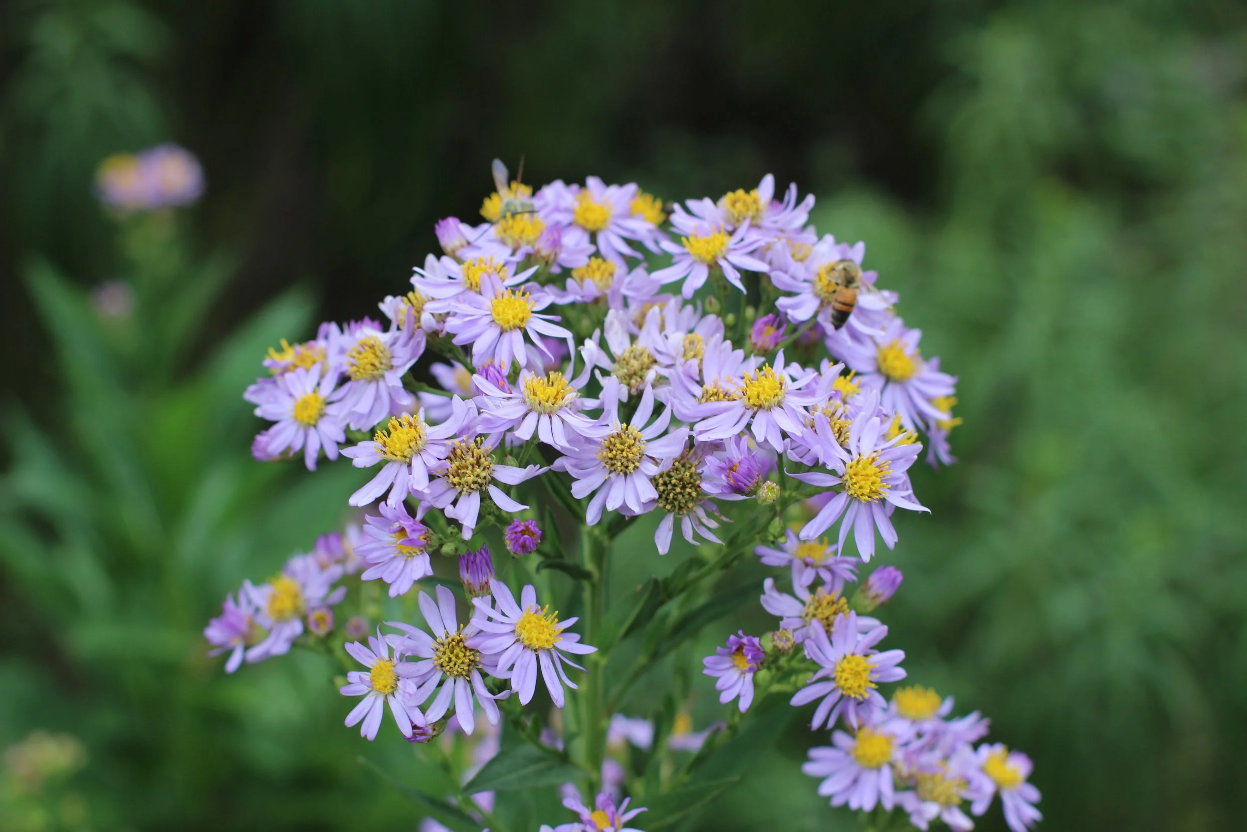 Purple wildflowers with yellow centers and a bee on one of the flowers, green blurred background.