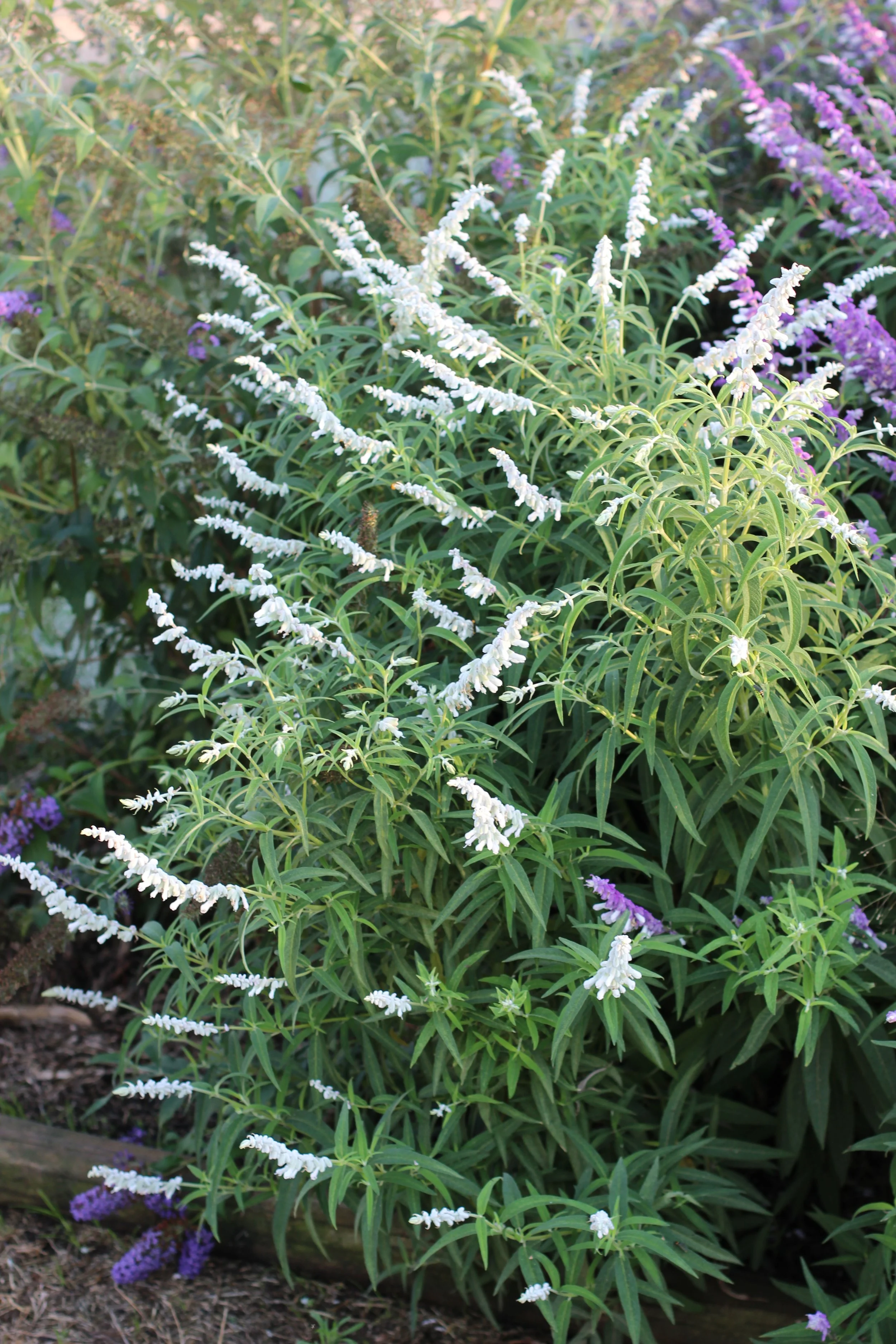 White and purple flowering plants growing in a garden bed.