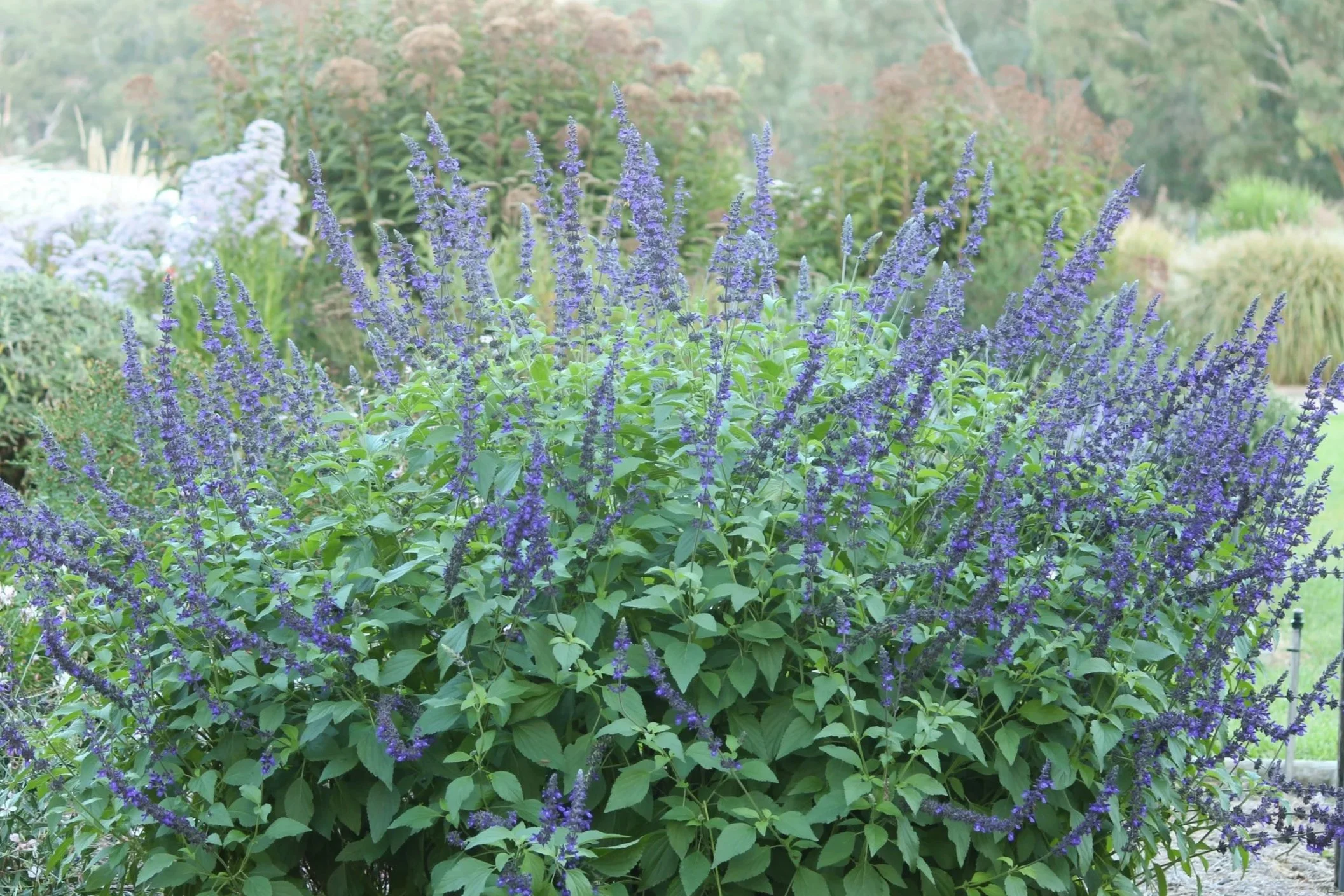 Salvia Indigo Spires