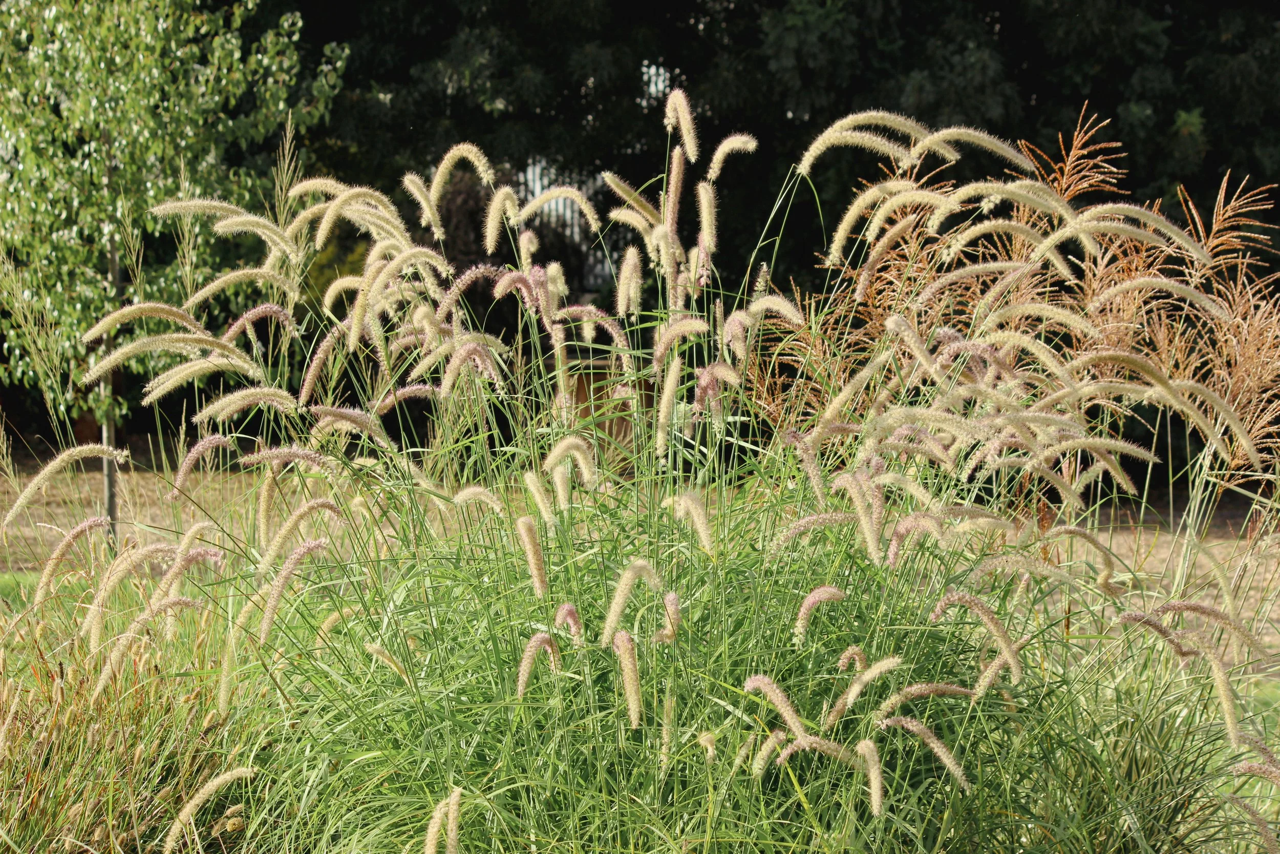 perennial nursery, garden design