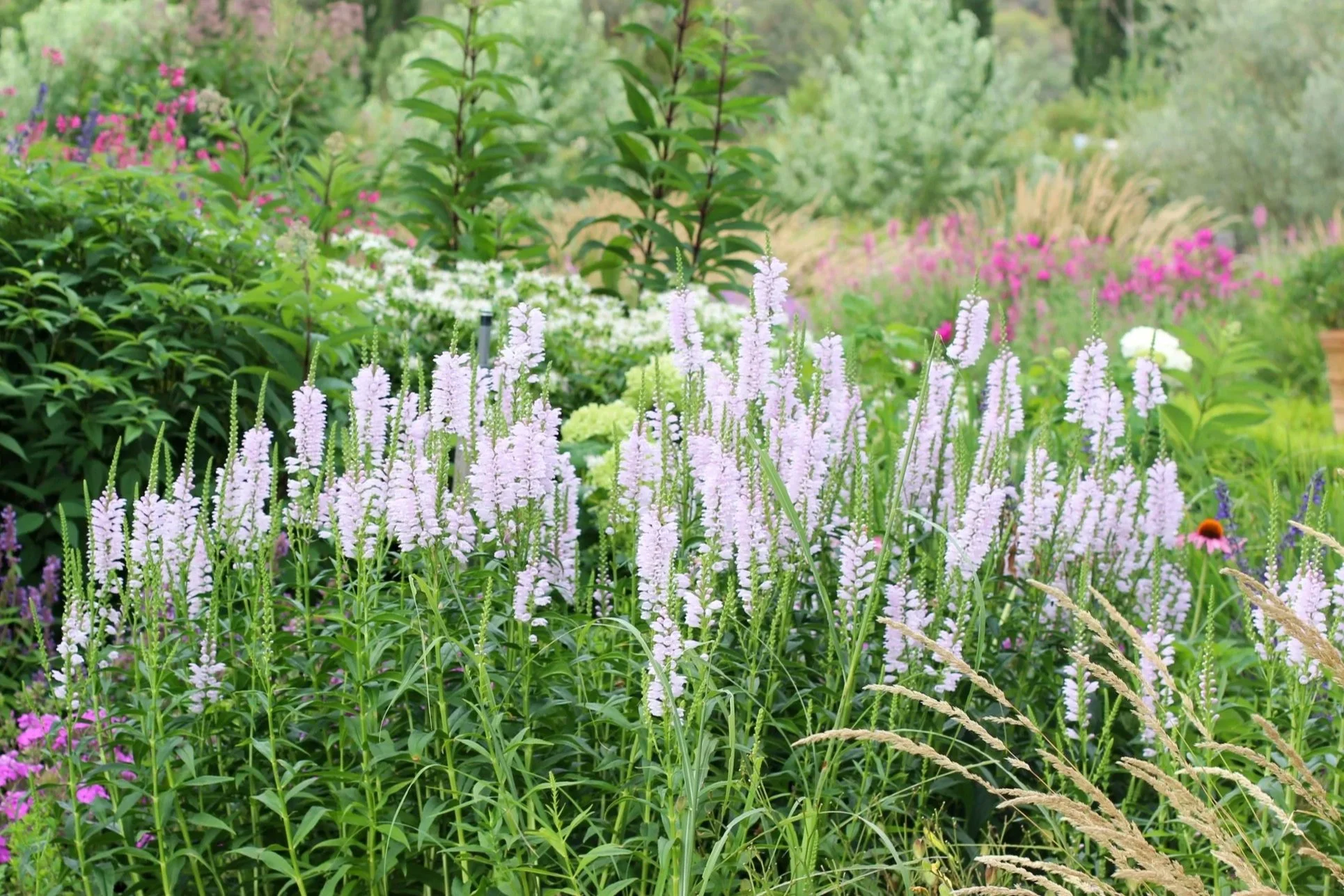 Physostegia virginiana Rosea