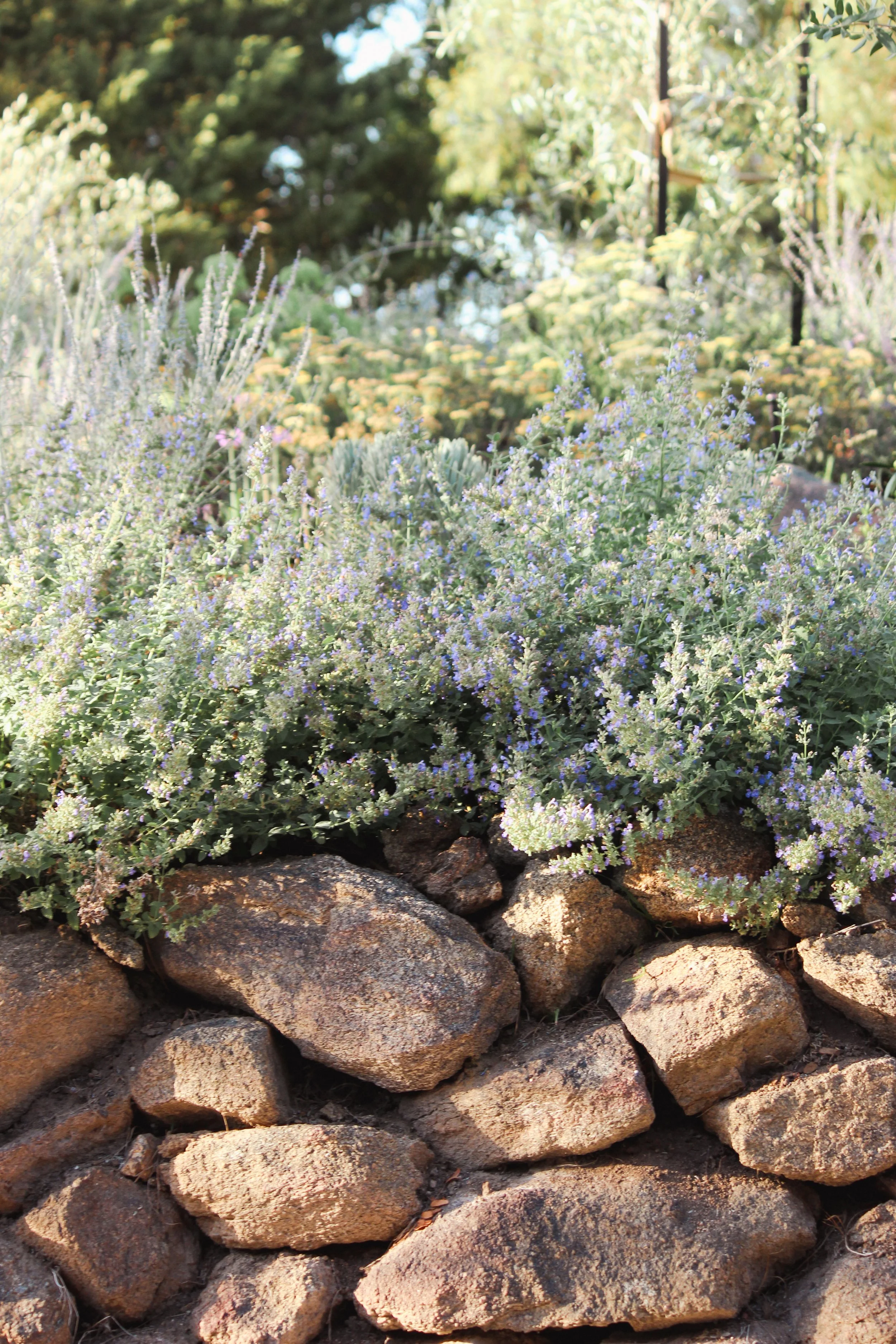 Landscape Design, Garden Design, Country house, regional New South Wales, naturalistic, drought resistant, nepeta