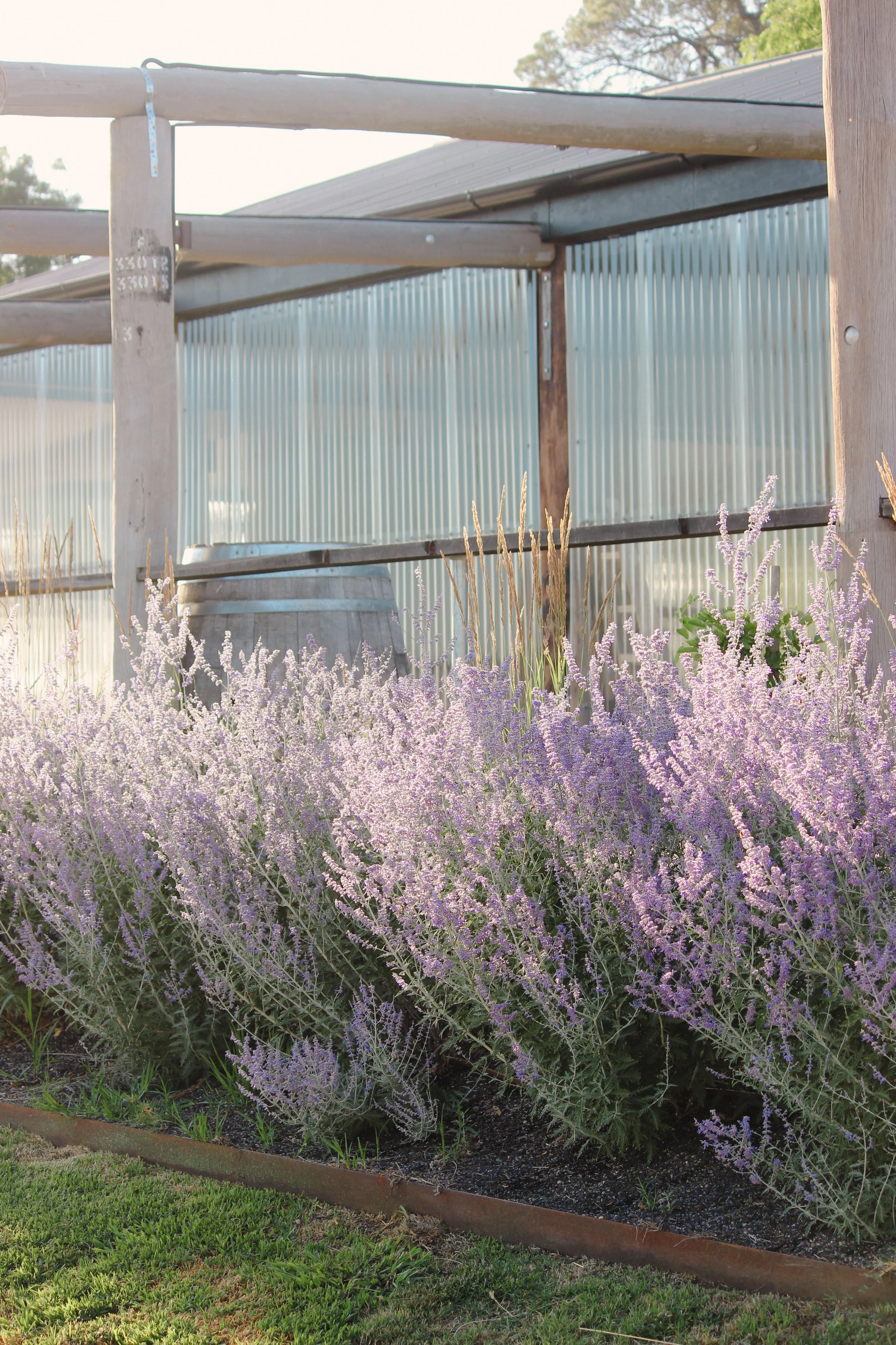 garden design, jardin, Russian sage, time frame, country garden