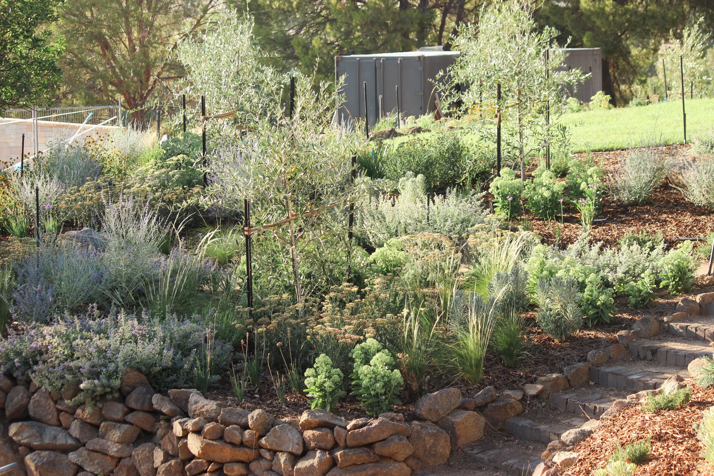 dry garden, nepeta, catmint, rock wall, naturalistic, sedum, steps