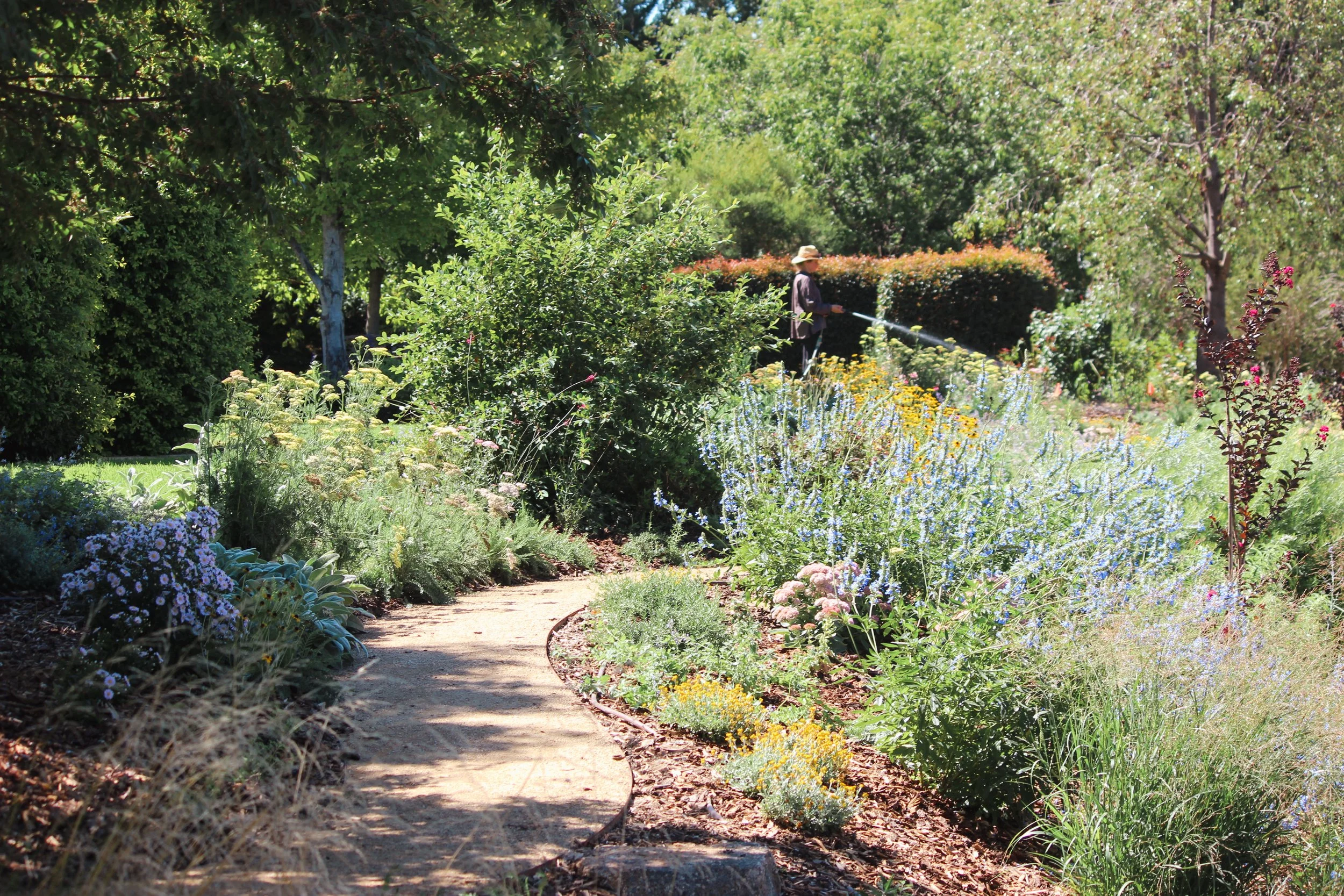 naturalistic garden design, rural garden, colourful perennial garden, crushed granite path, catmint, rudbeckia, perennial garden, landscape design