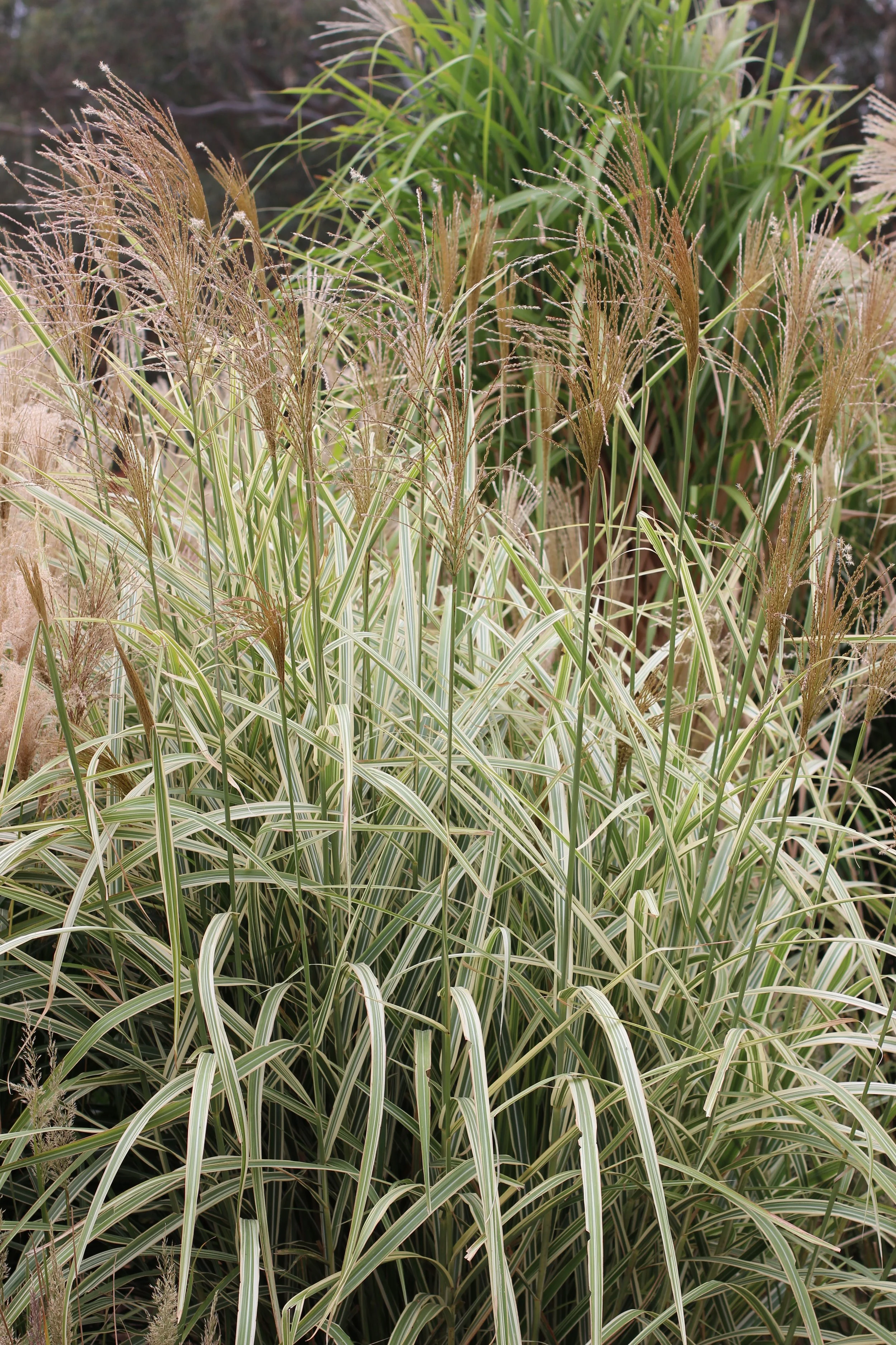 Miscanthus Variegatus