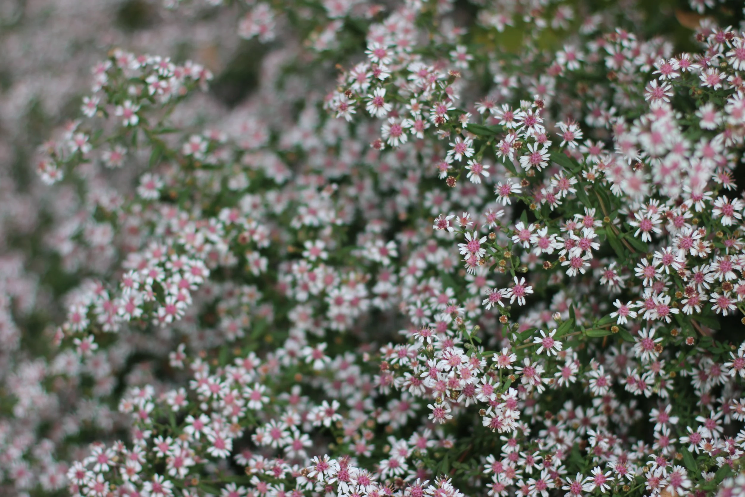 Close-up of small, pink and white daisies on flowering shrub.