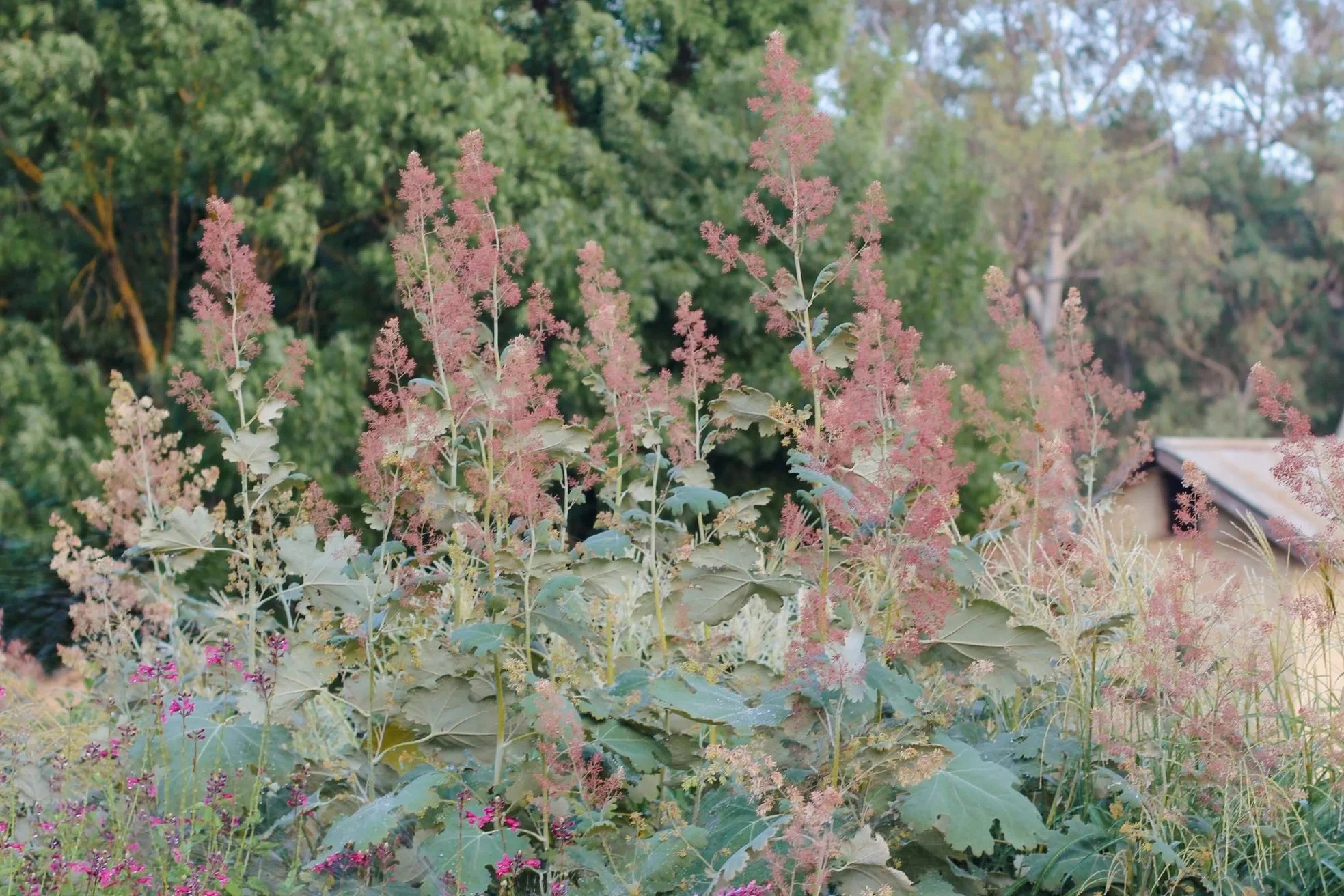 Maclaeya cordata - Plume Poppy