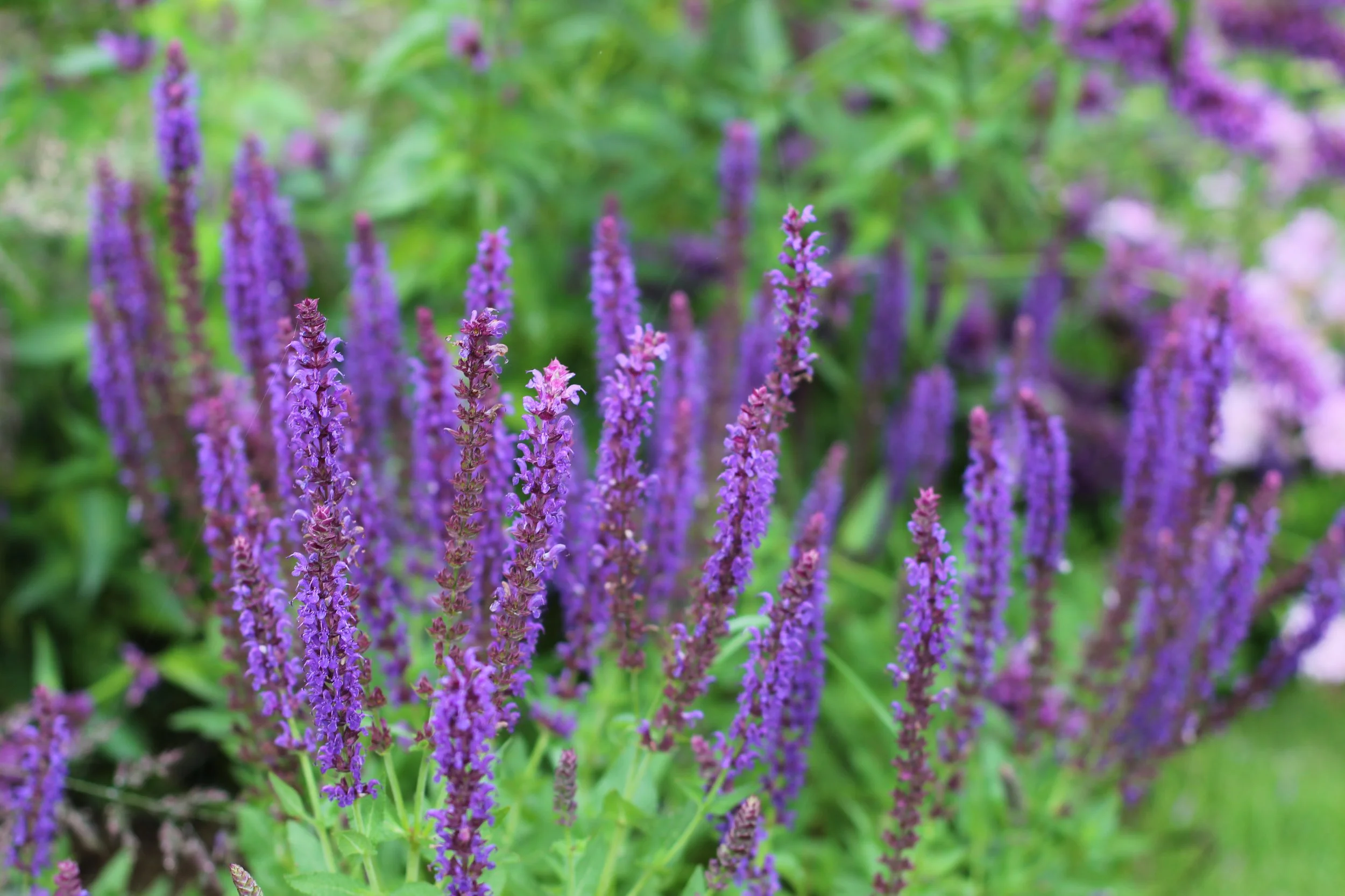 Close-up of purple and lavender lavender flowers growing in a garden with green foliage in the background.