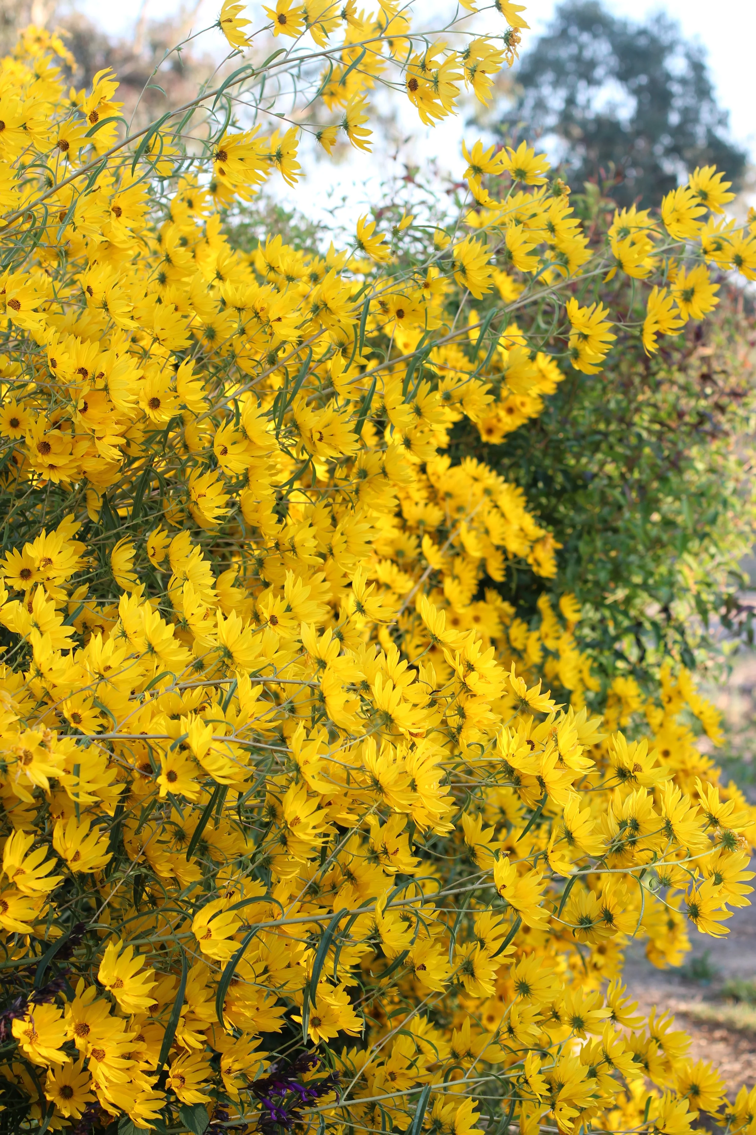 Close-up of a large bush with bright yellow flowers, possibly sunflowers or daisies, blooming in a garden setting.