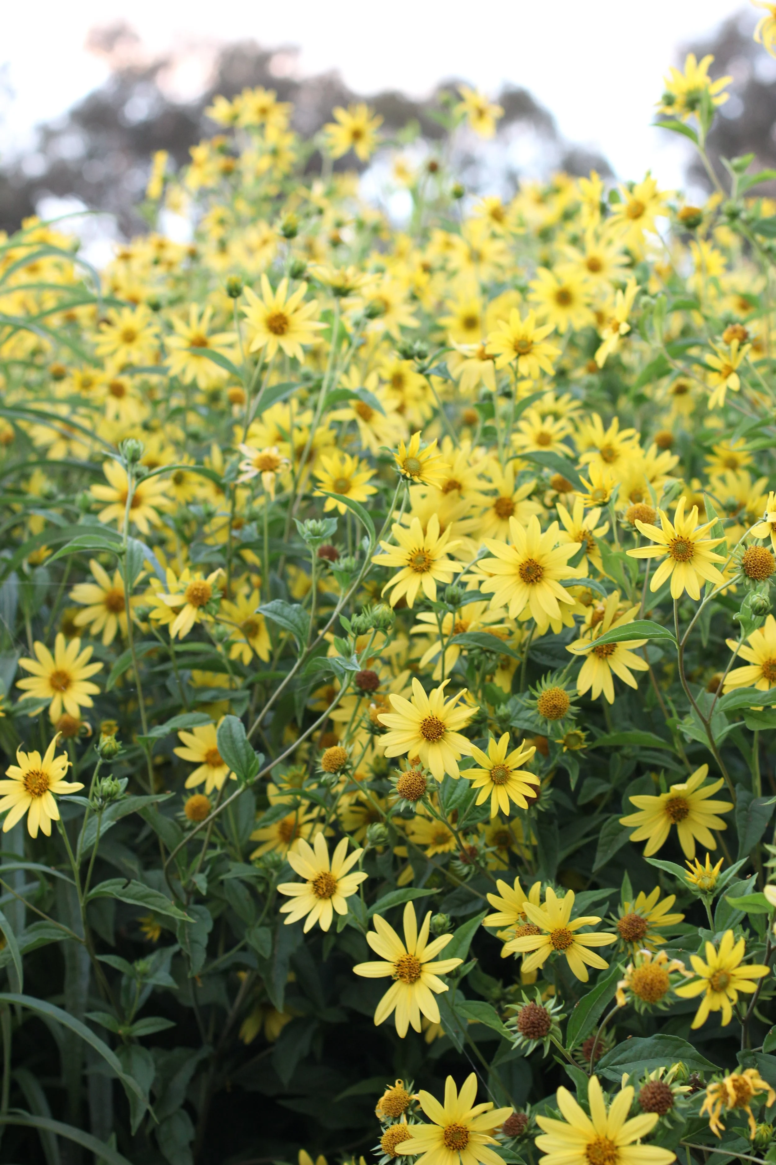 A dense cluster of yellow flowers with green leaves, some buds, and a blurred background with a sky and trees.