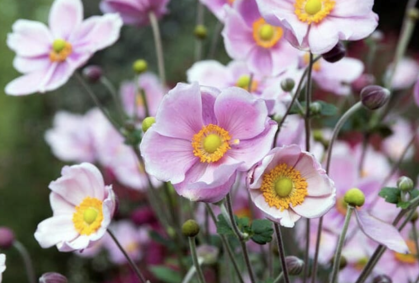 Close-up of pink Japanese anemone flowers with yellow centers and green buds.