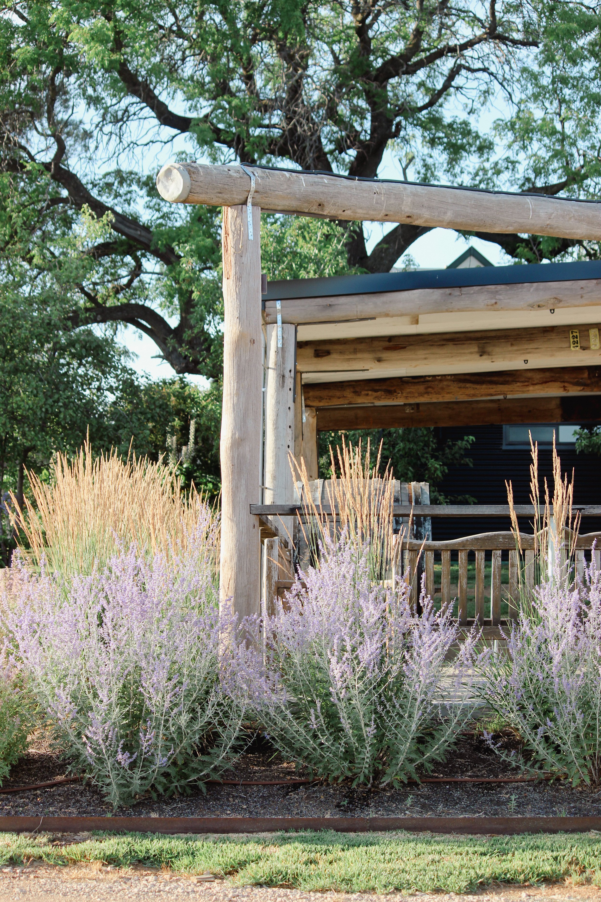 garden design, jardin, Russian sage, time frame, country garden, winery, Karl foerster, calamagrostis, rural garden