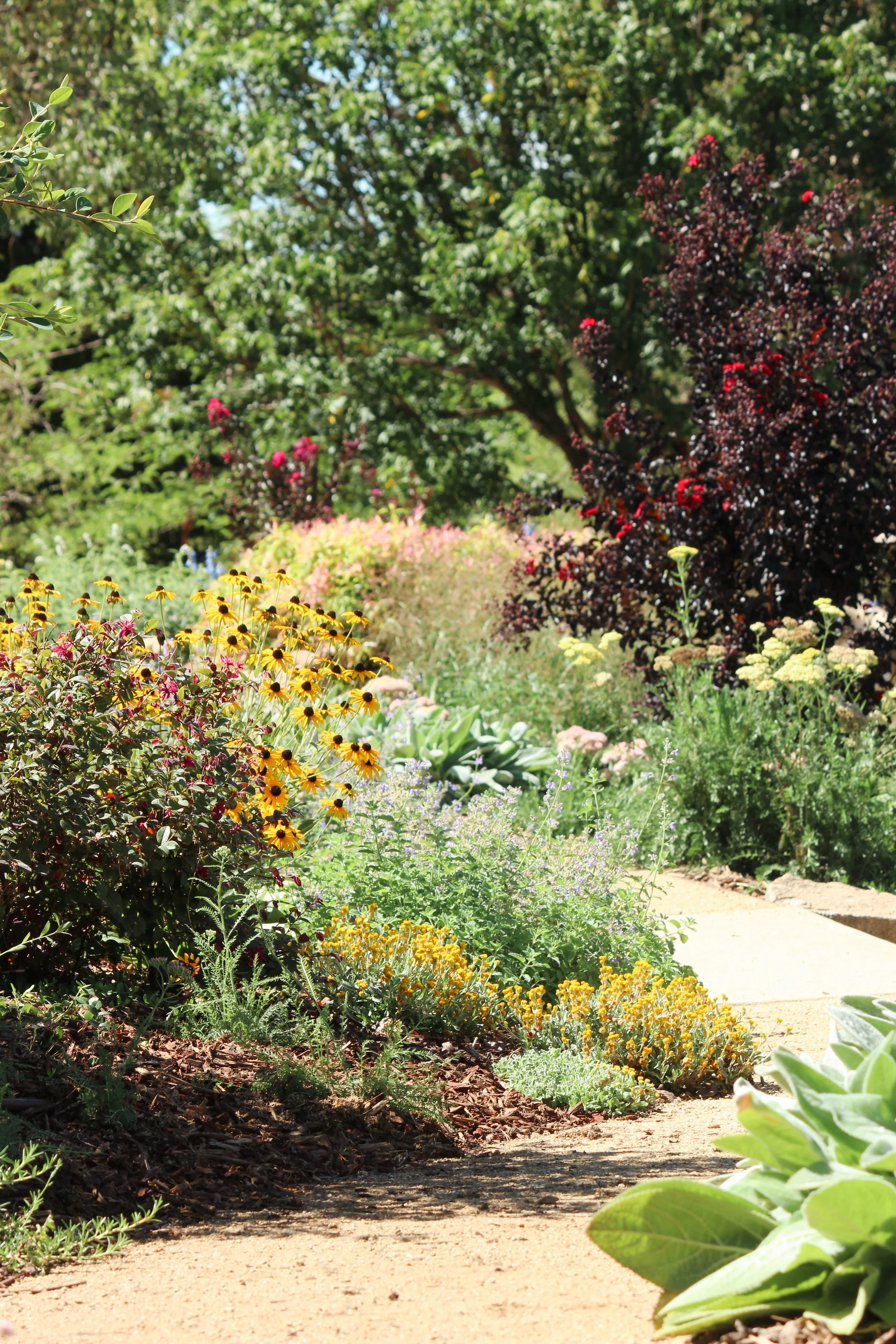 naturalistic garden design, rural garden, colourful perennial garden, crushed granite path, catmint, rudbeckia, perennial garden, landscape design, achillea