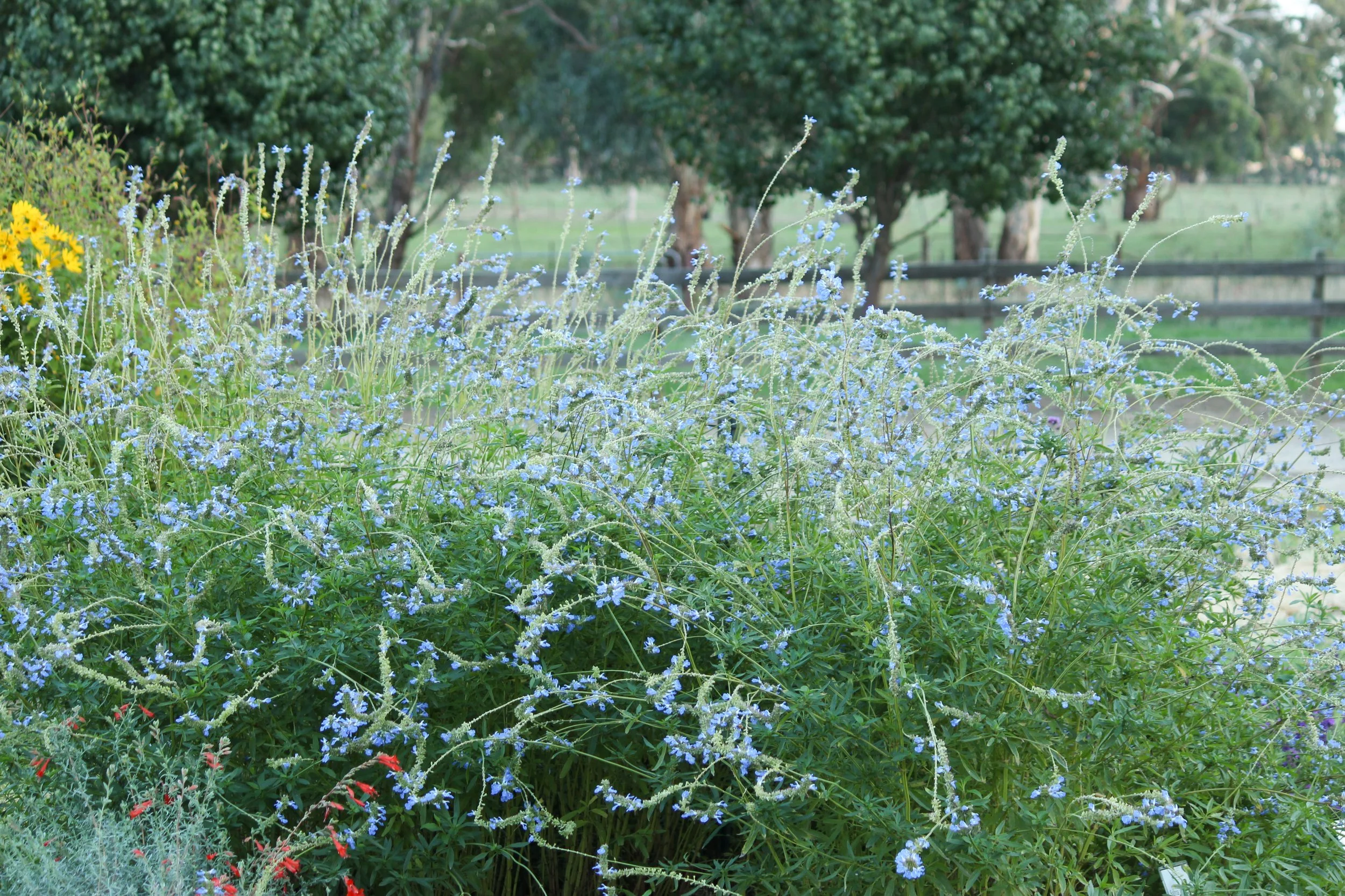 Landscape design, perennial nursery