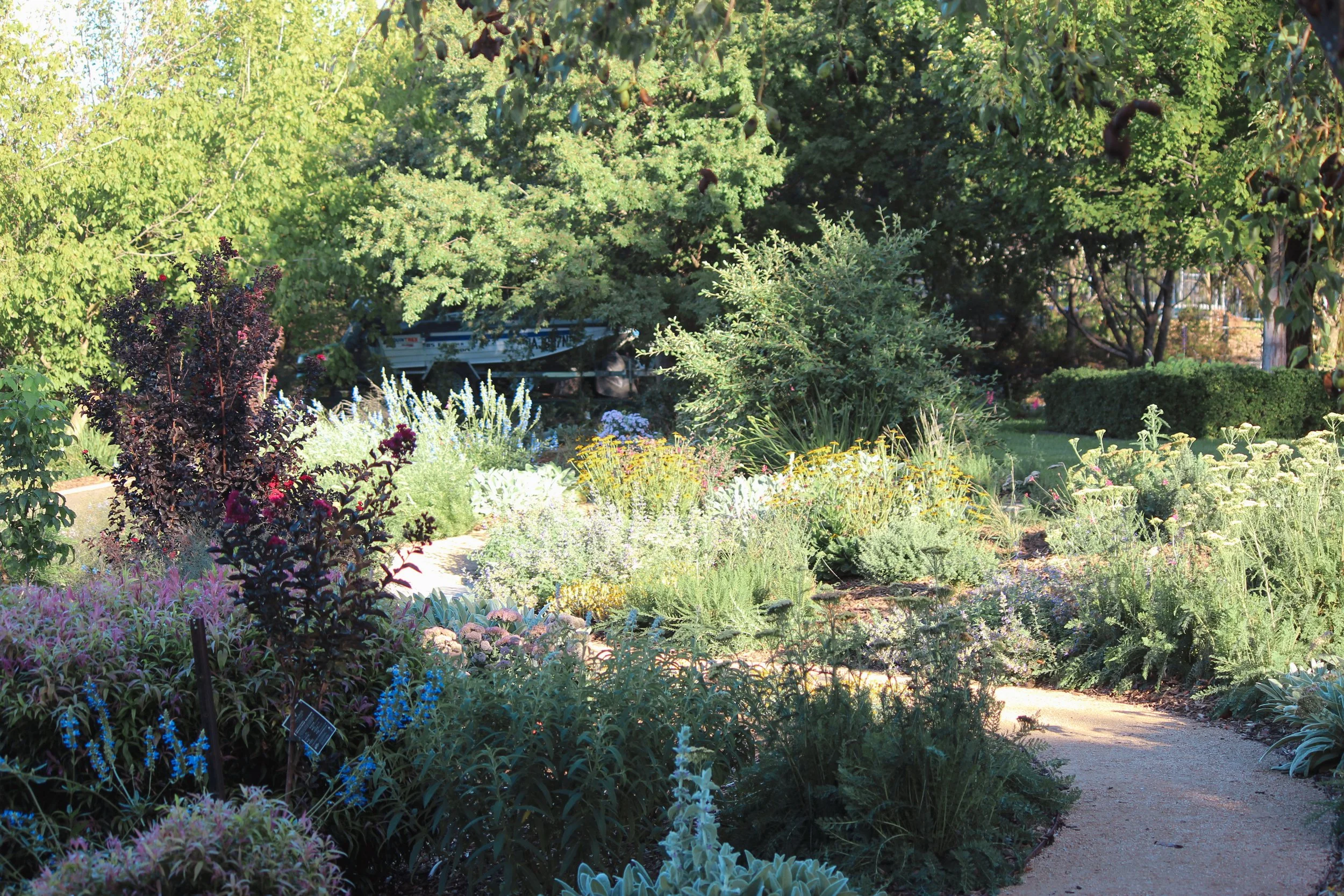naturalistic garden, garden design, colourful perennial garden, crepe myrtles, rudbeckia, crushed granite path